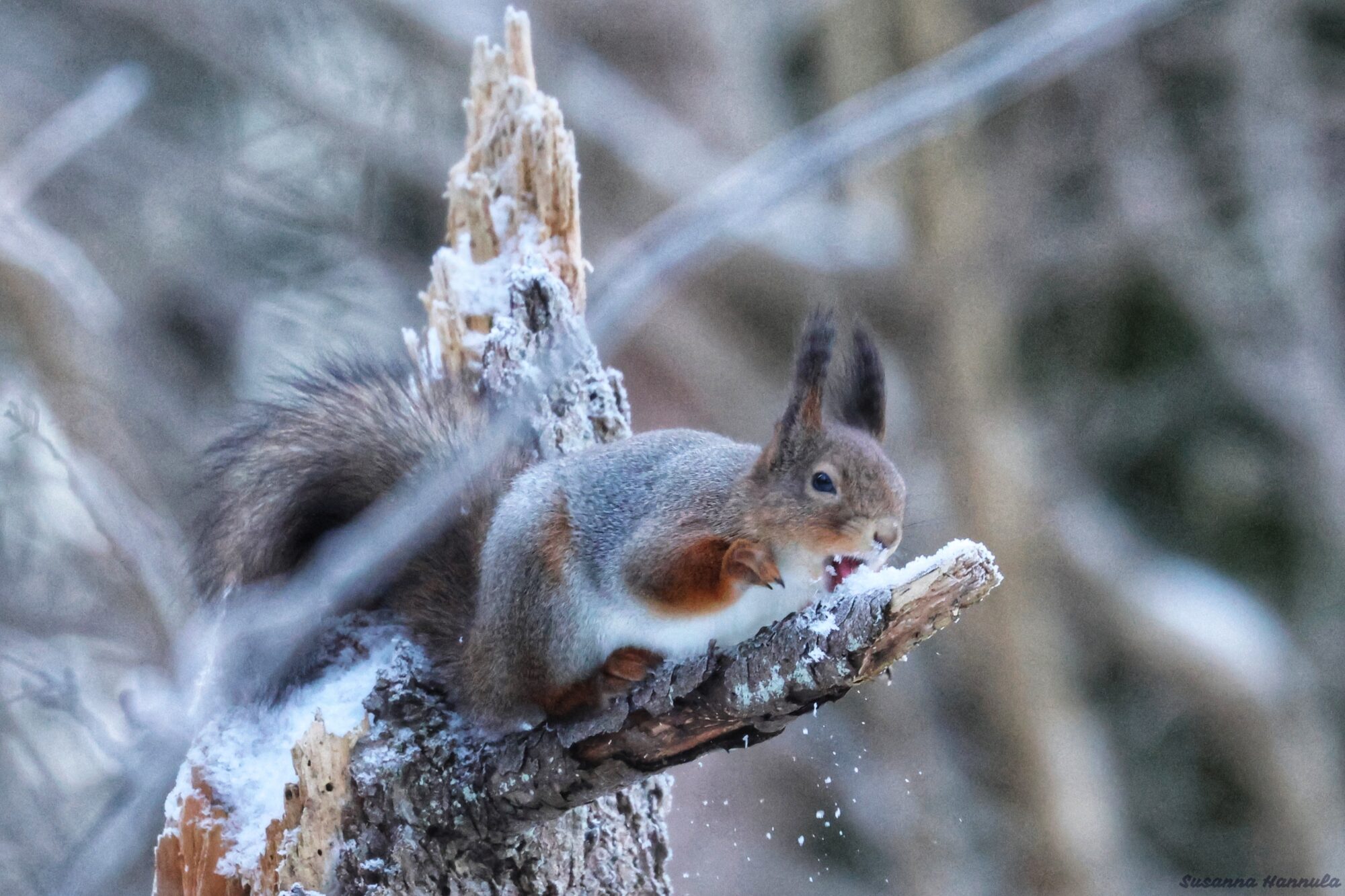 Valokuvaaja: Susanna Hannula