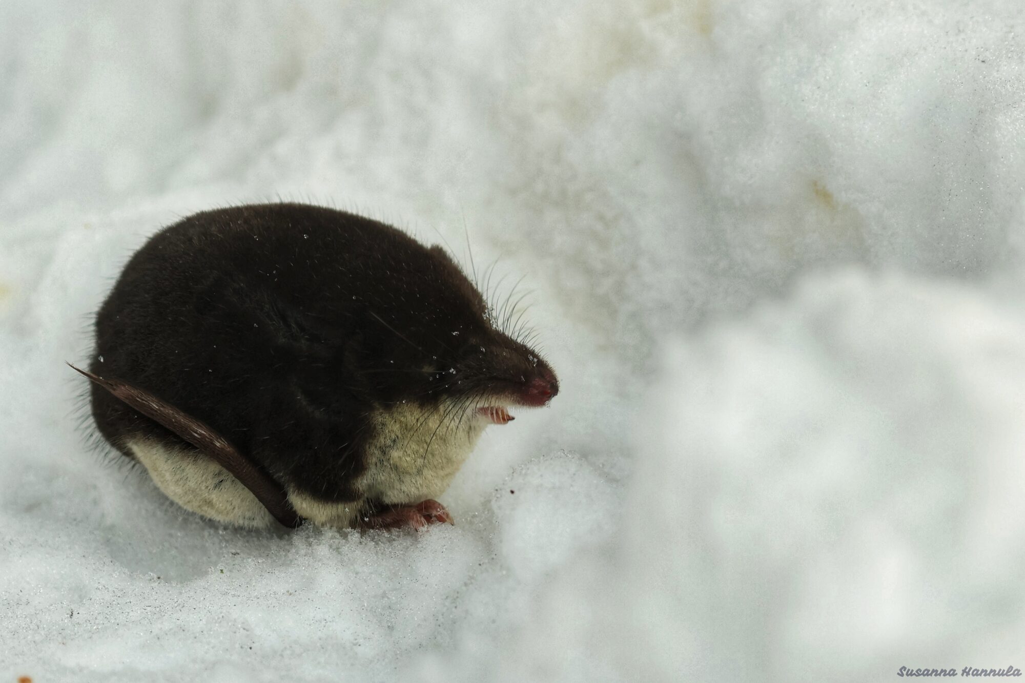 Valokuvaaja: Susanna Hannula