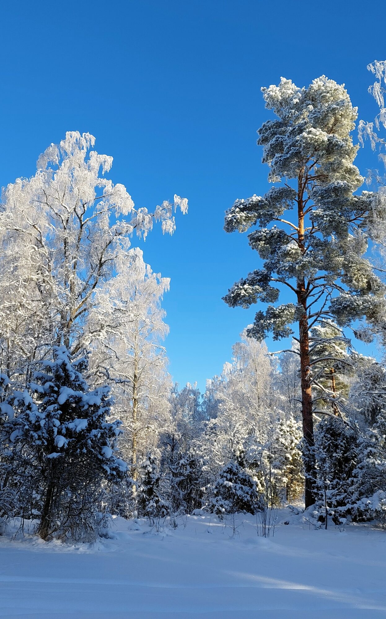 Valokuvaaja: Tarja Naukkarinen