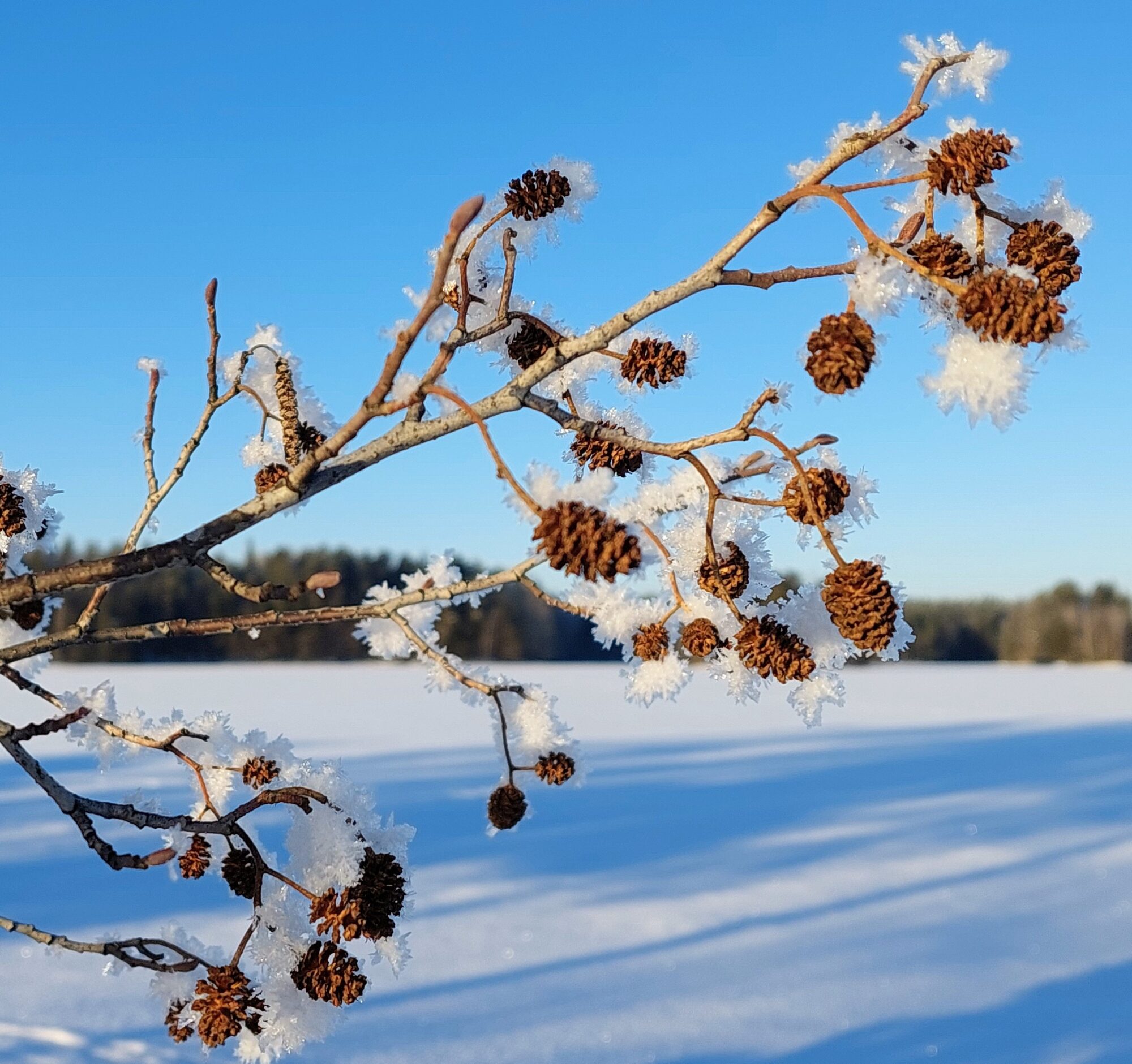Valokuvaaja: Tarja Naukkarinen