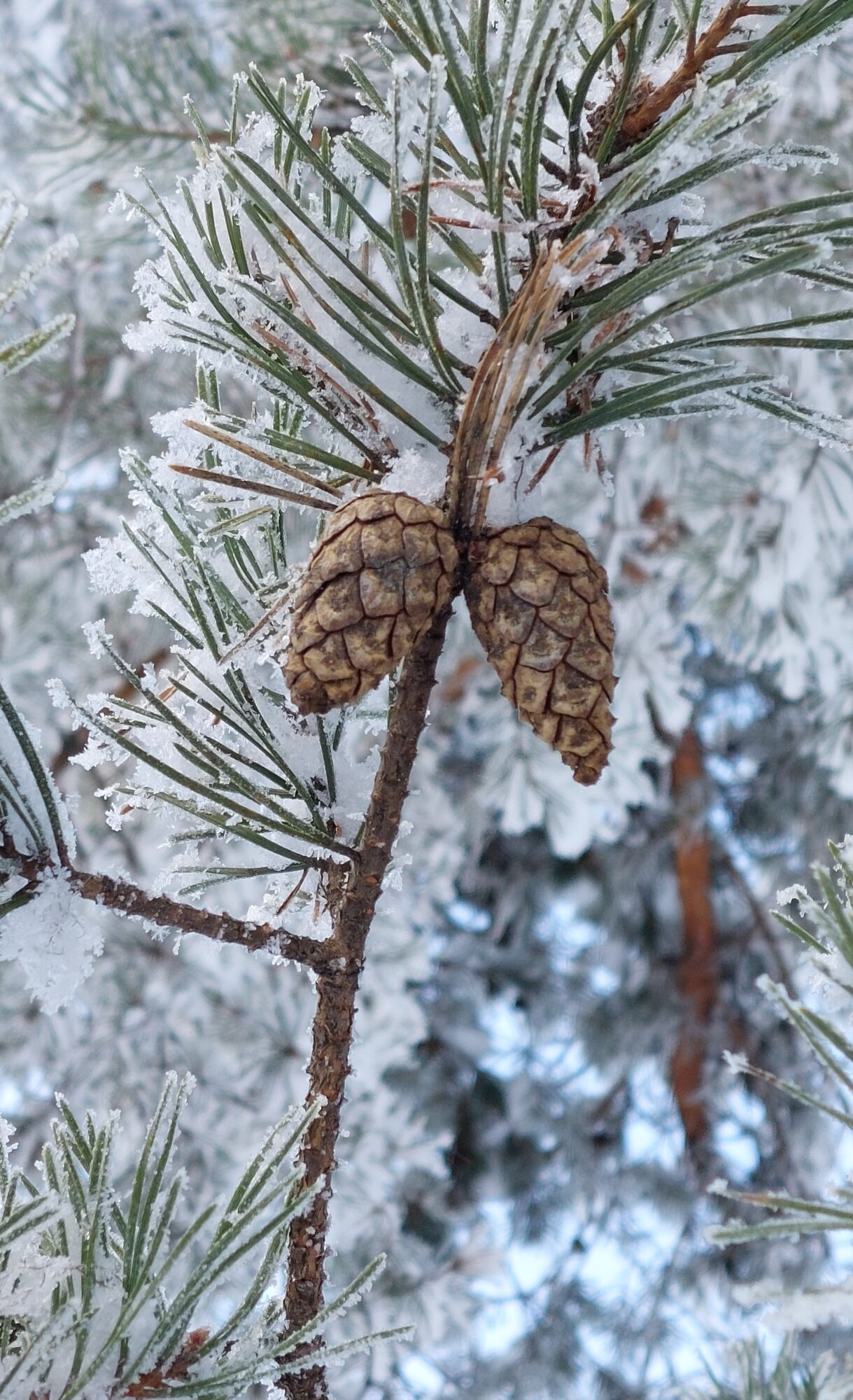 Valokuvaaja: Tarja Naukkarinen