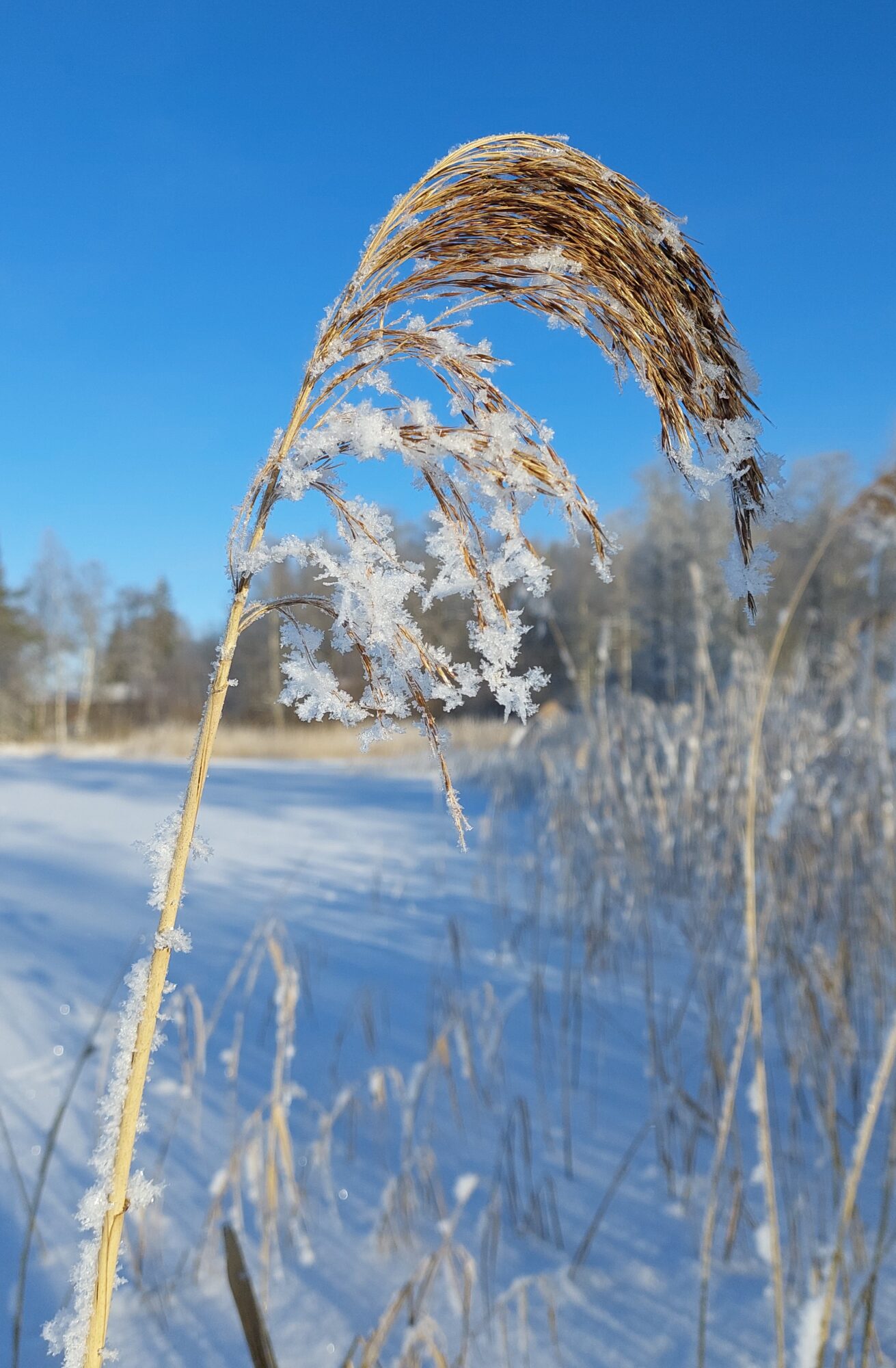 Valokuvaaja: Tarja Naukkarinen