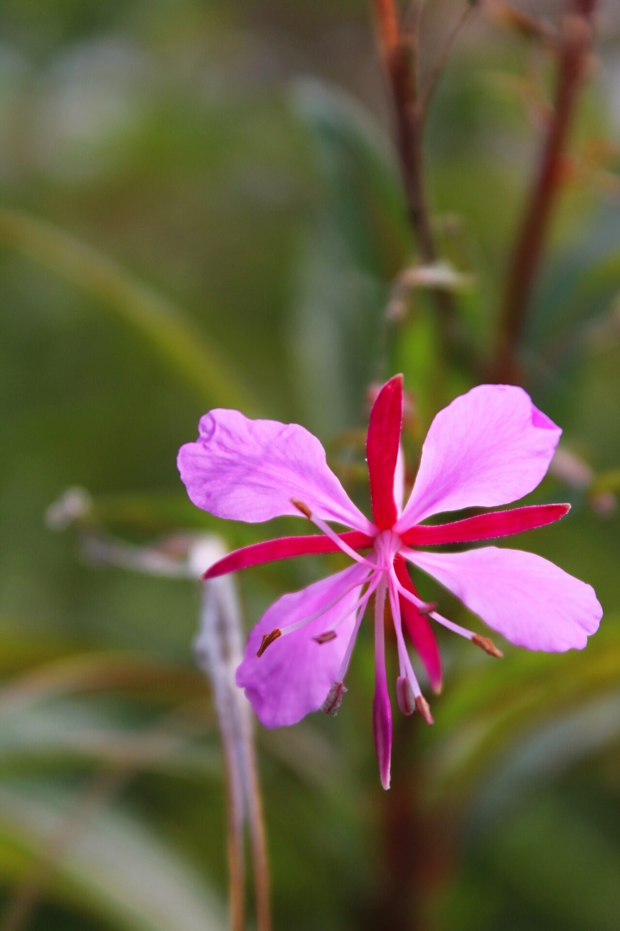 Valokuvaaja: Maida Kpuzi