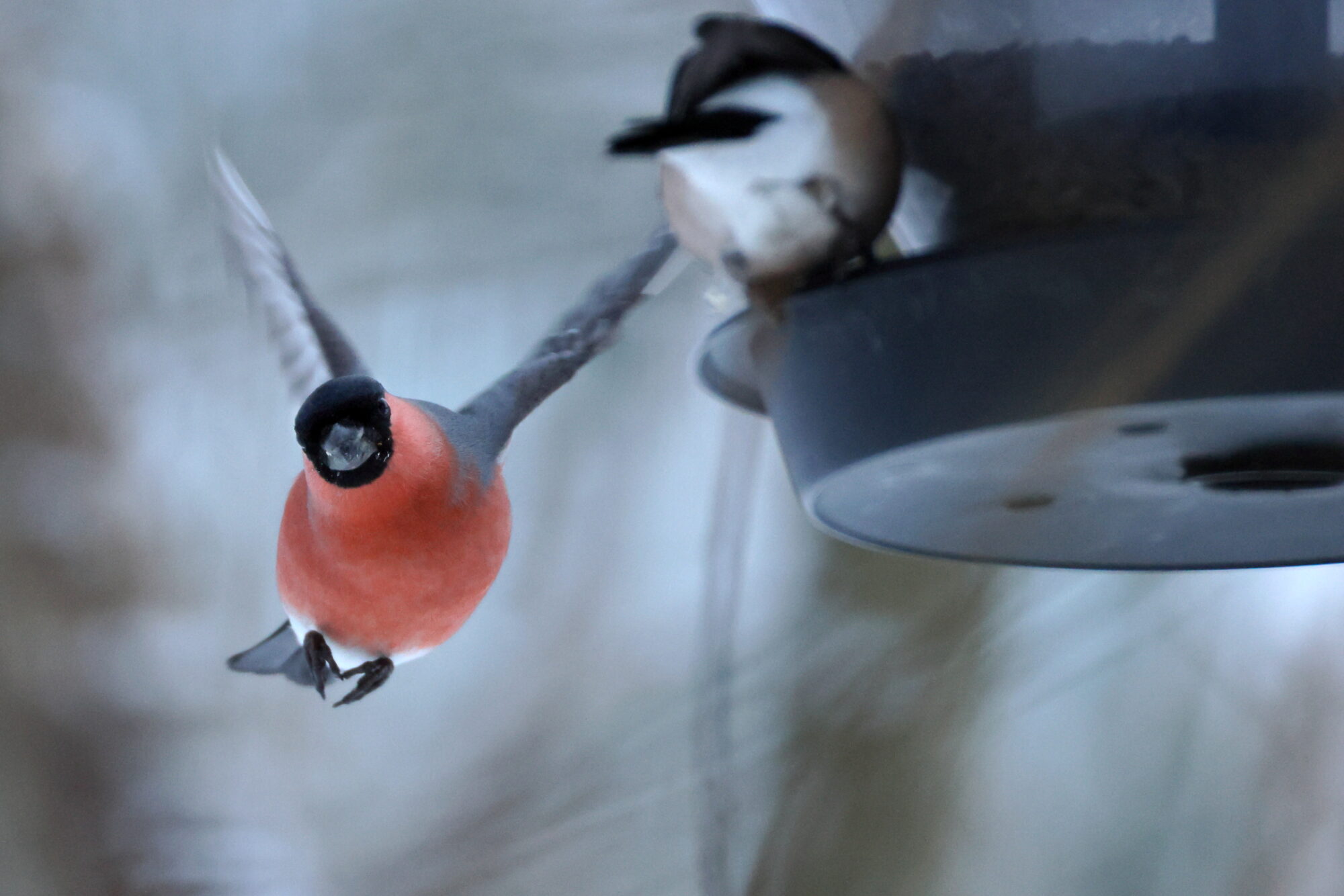 Valokuvaaja: Jouni Kalliomäki