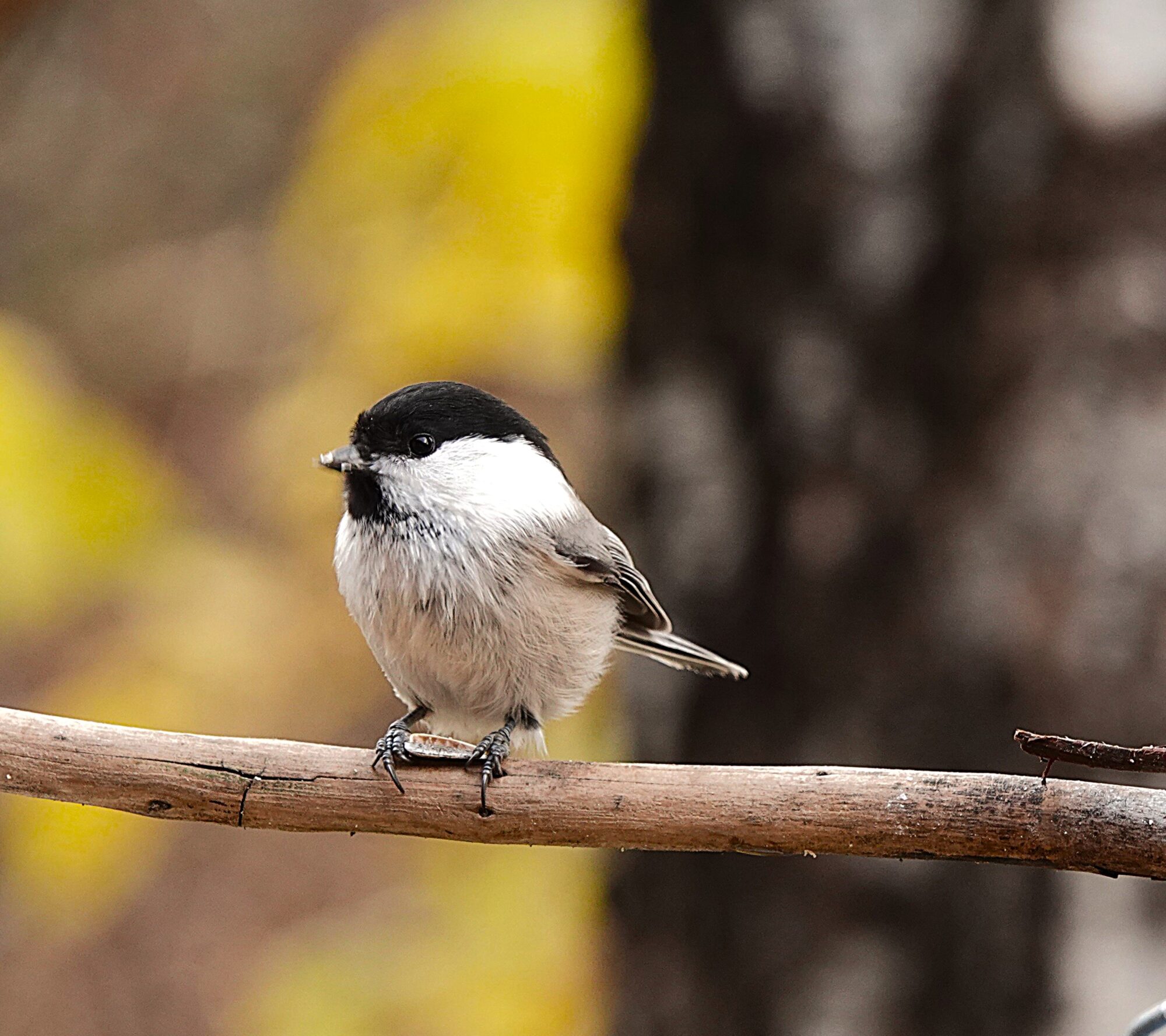 Valokuvaaja: s Satu Välimaa