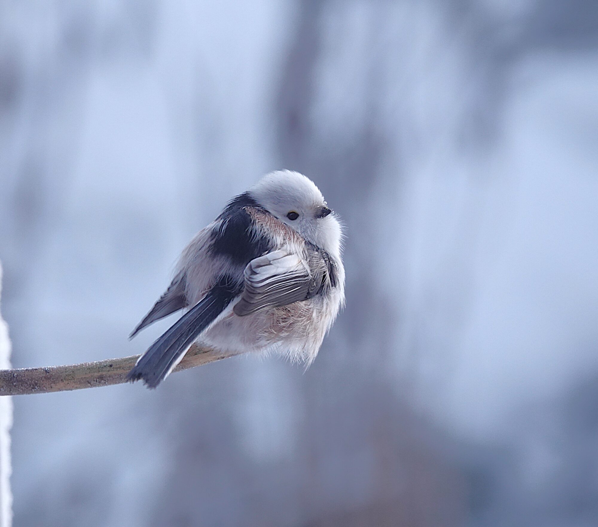 Valokuvaaja: s Satu Välimaa