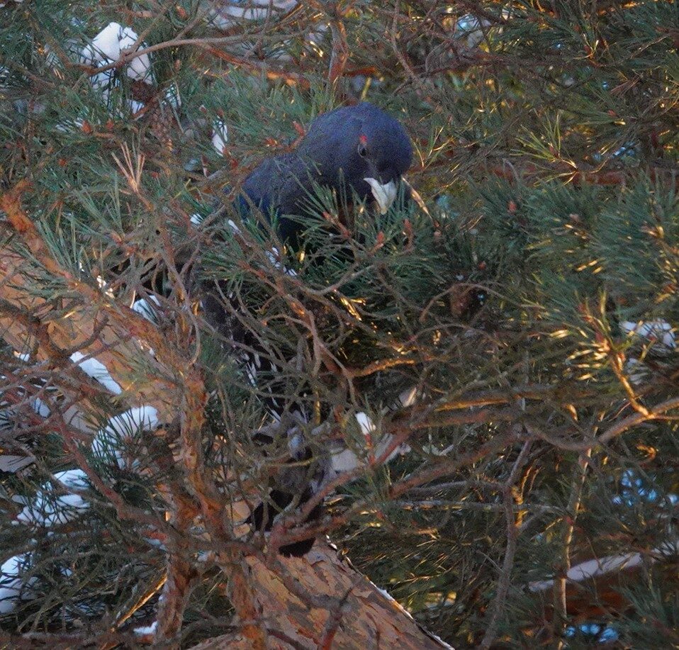Valokuvaaja: Kaarina Heiskanen