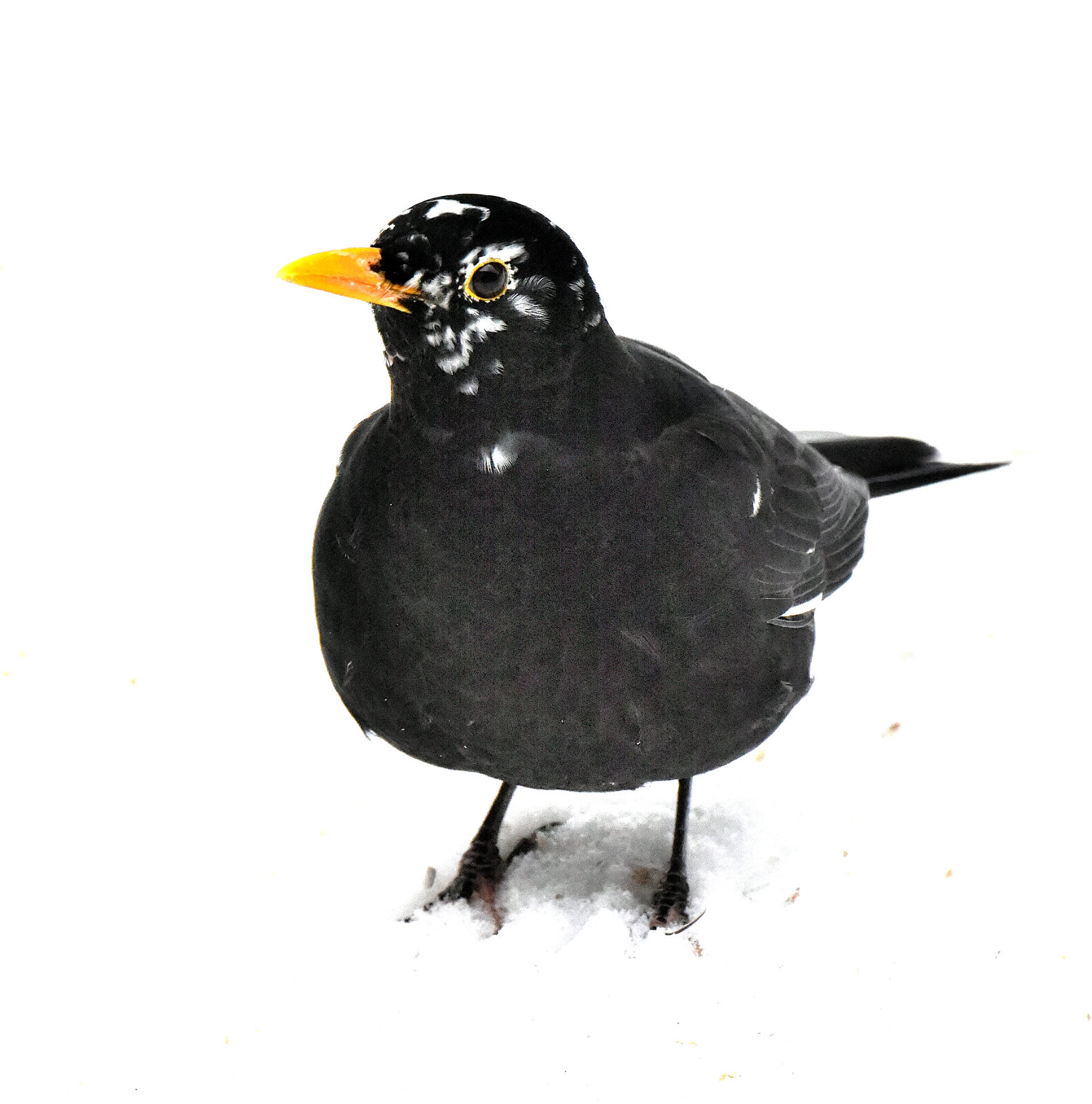 Valokuvaaja: Reijo Juurinen