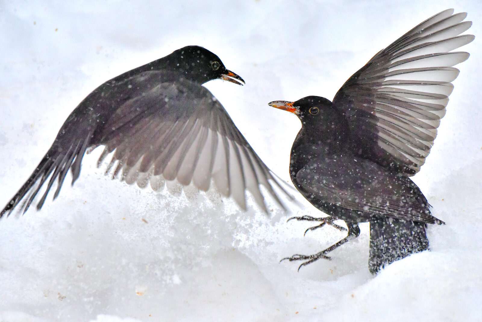 Valokuvaaja: Reijo Juurinen
