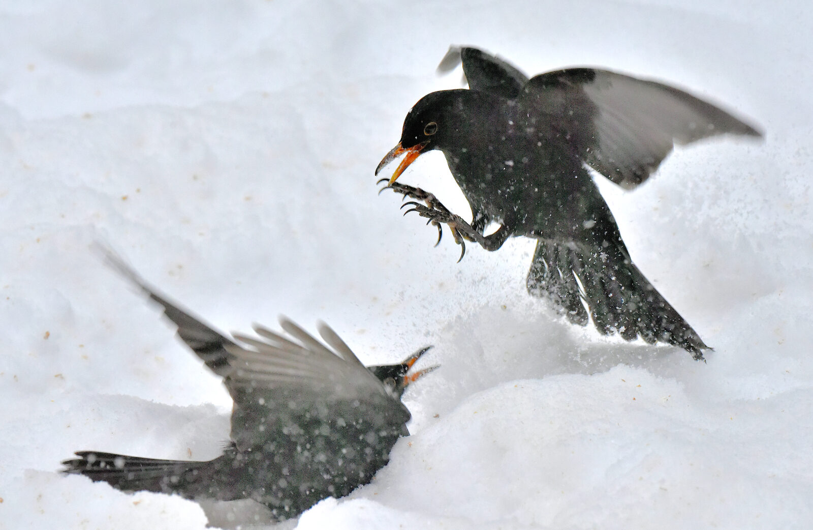 Valokuvaaja: Reijo Juurinen