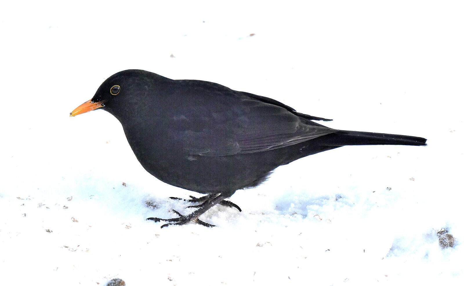 Valokuvaaja: Reijo Juurinen