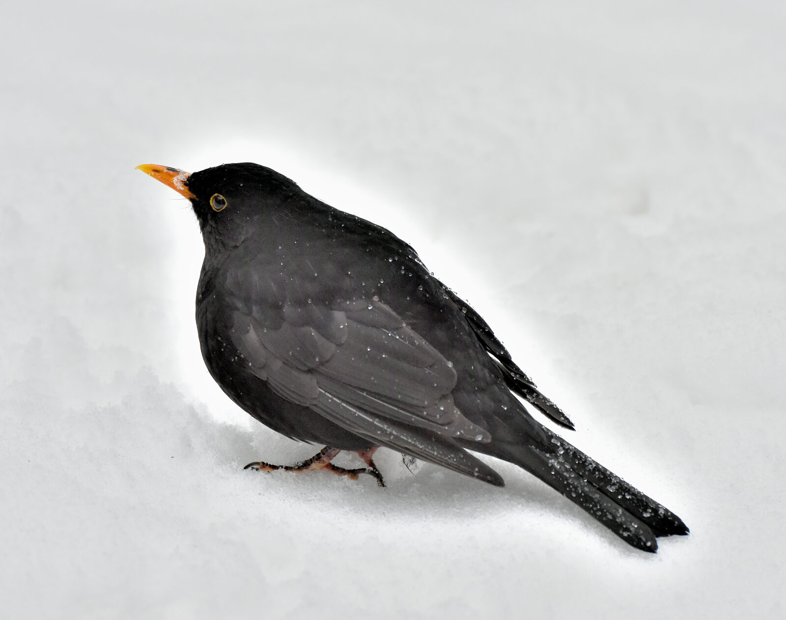 Valokuvaaja: Reijo Juurinen