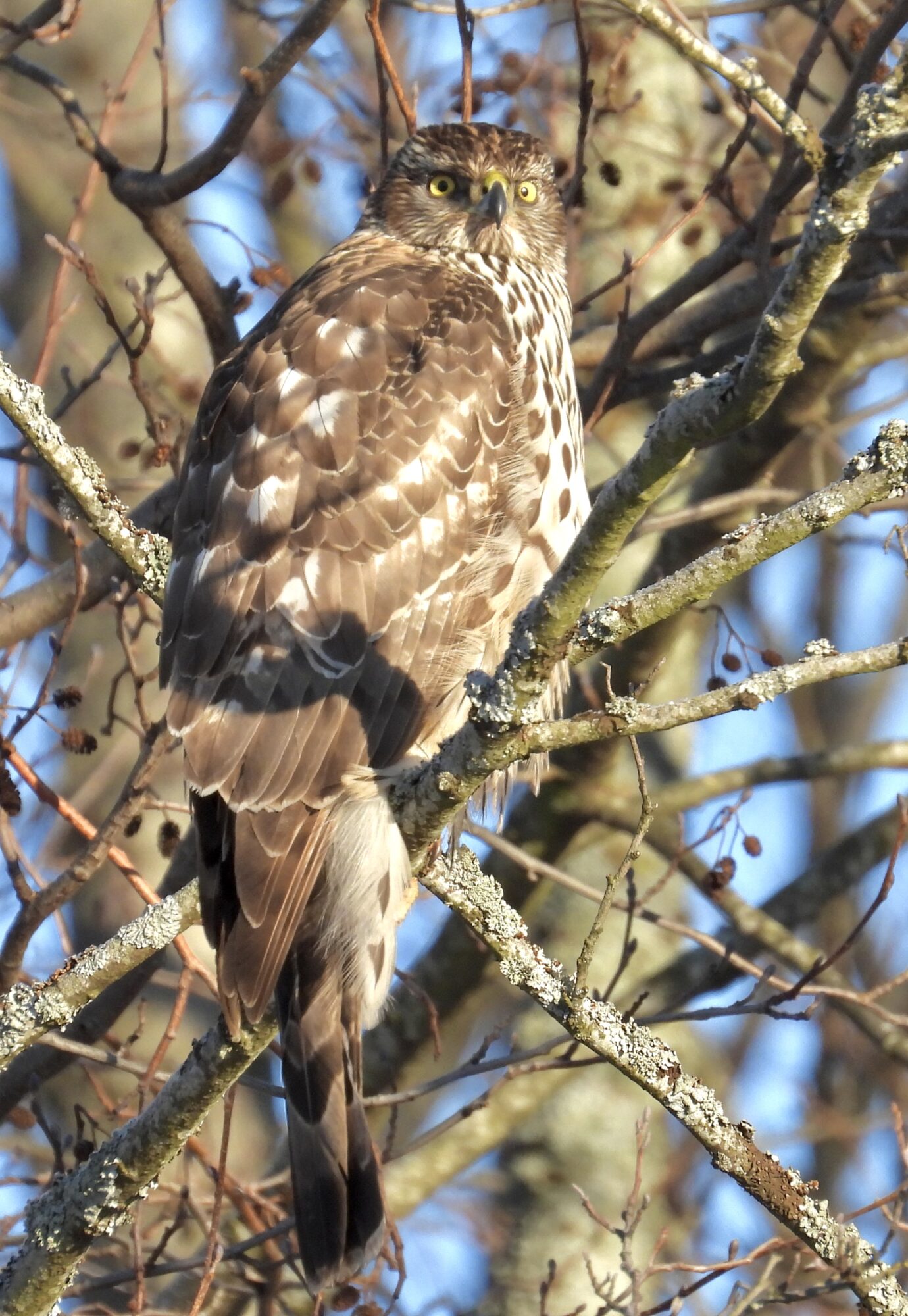 Valokuvaaja: Juhani Peltonen