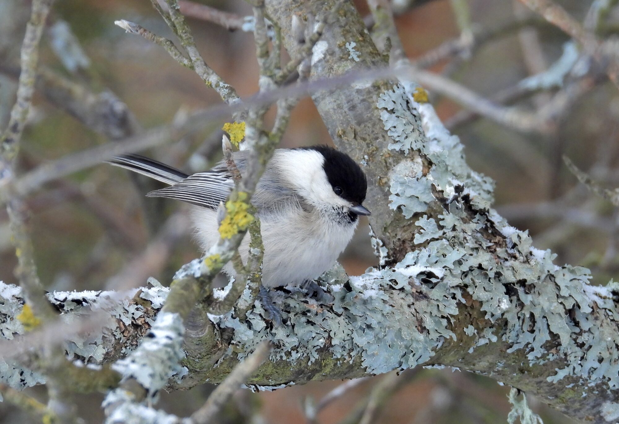 Valokuvaaja: Juhani Peltonen