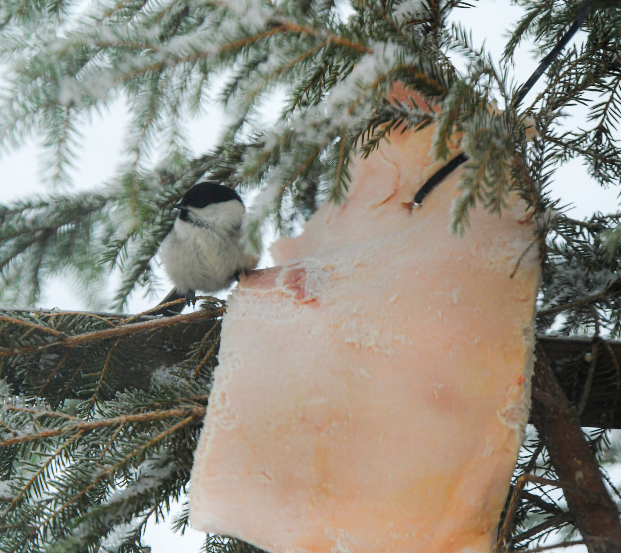 Valokuvaaja: Maija savolainen