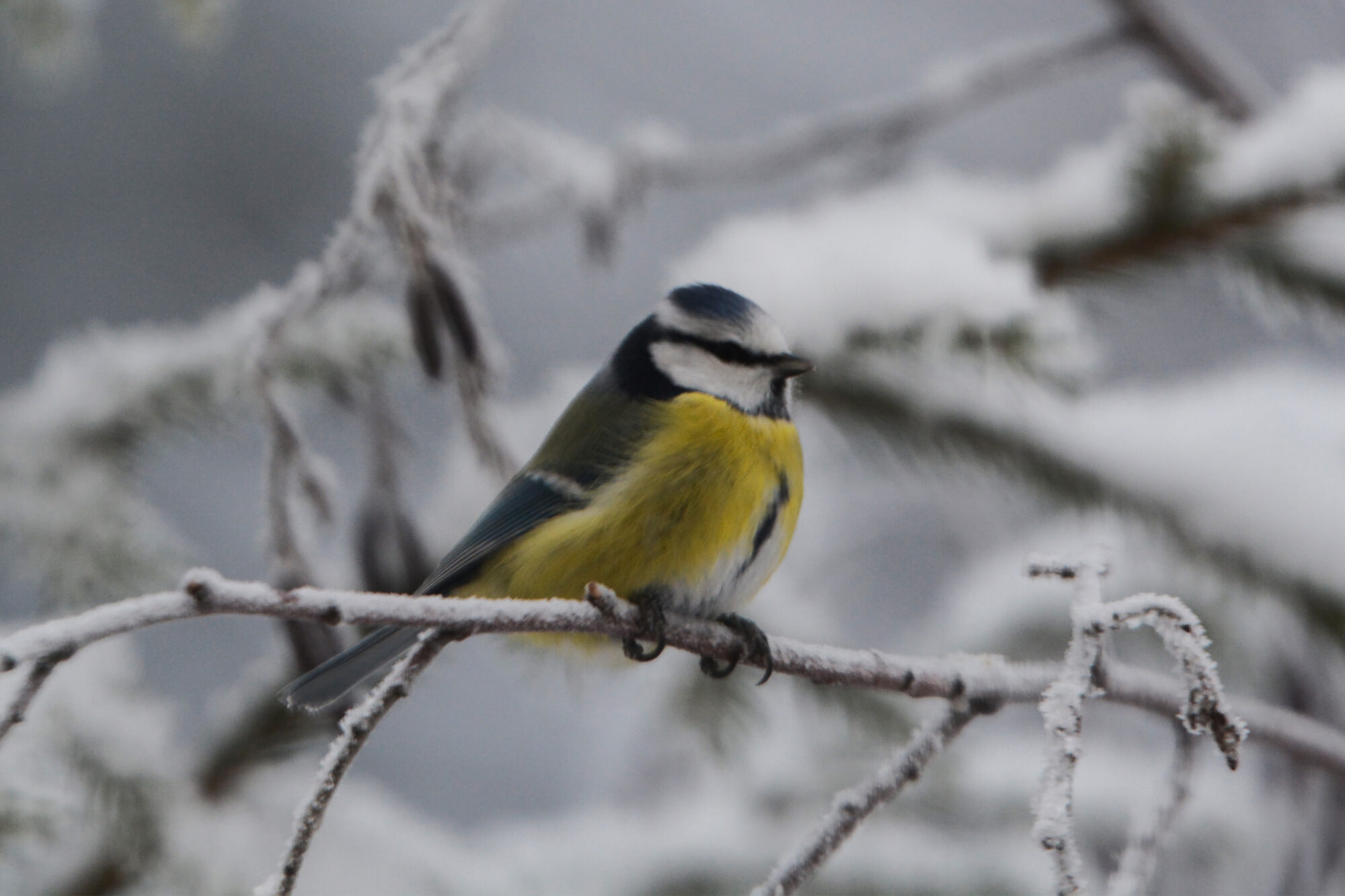 Valokuvaaja: Maija savolainen