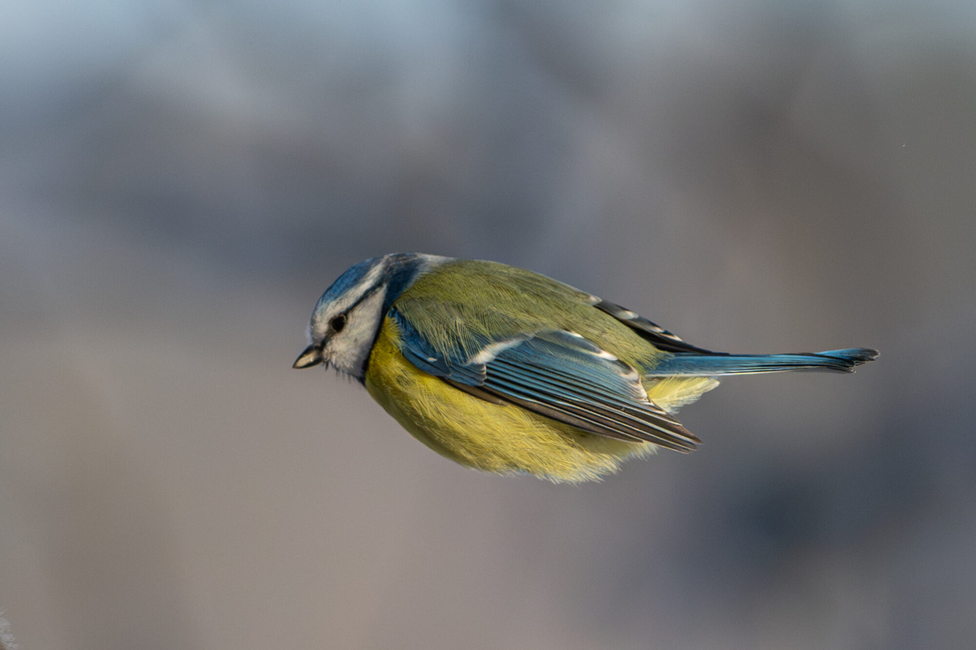 Valokuvaaja: Markku Saarinen