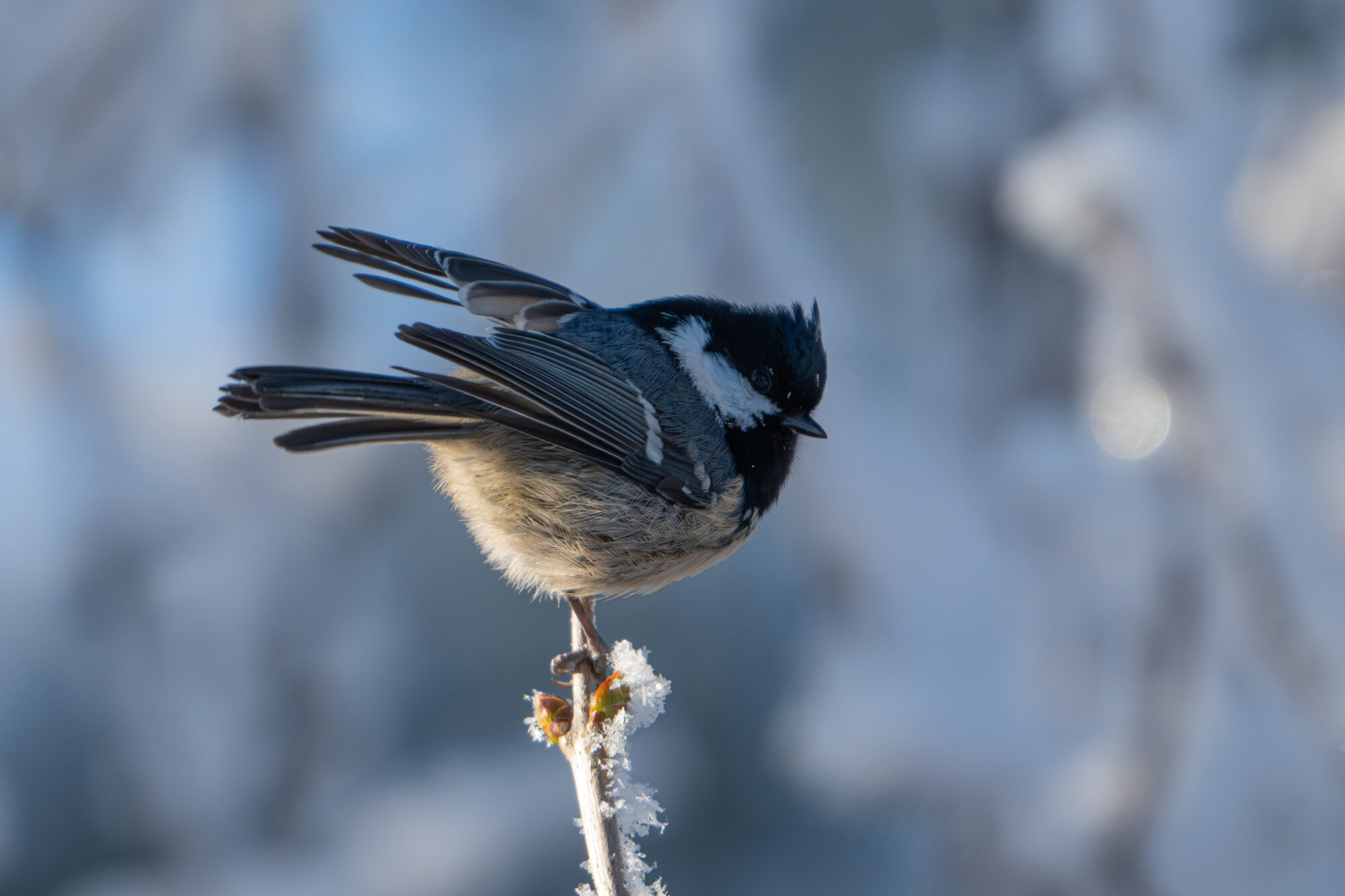 Valokuvaaja: Markku Saarinen