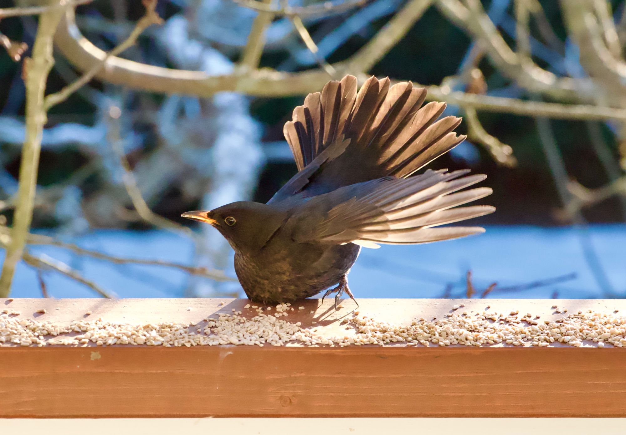 Valokuvaaja: Juha Naukkarinen