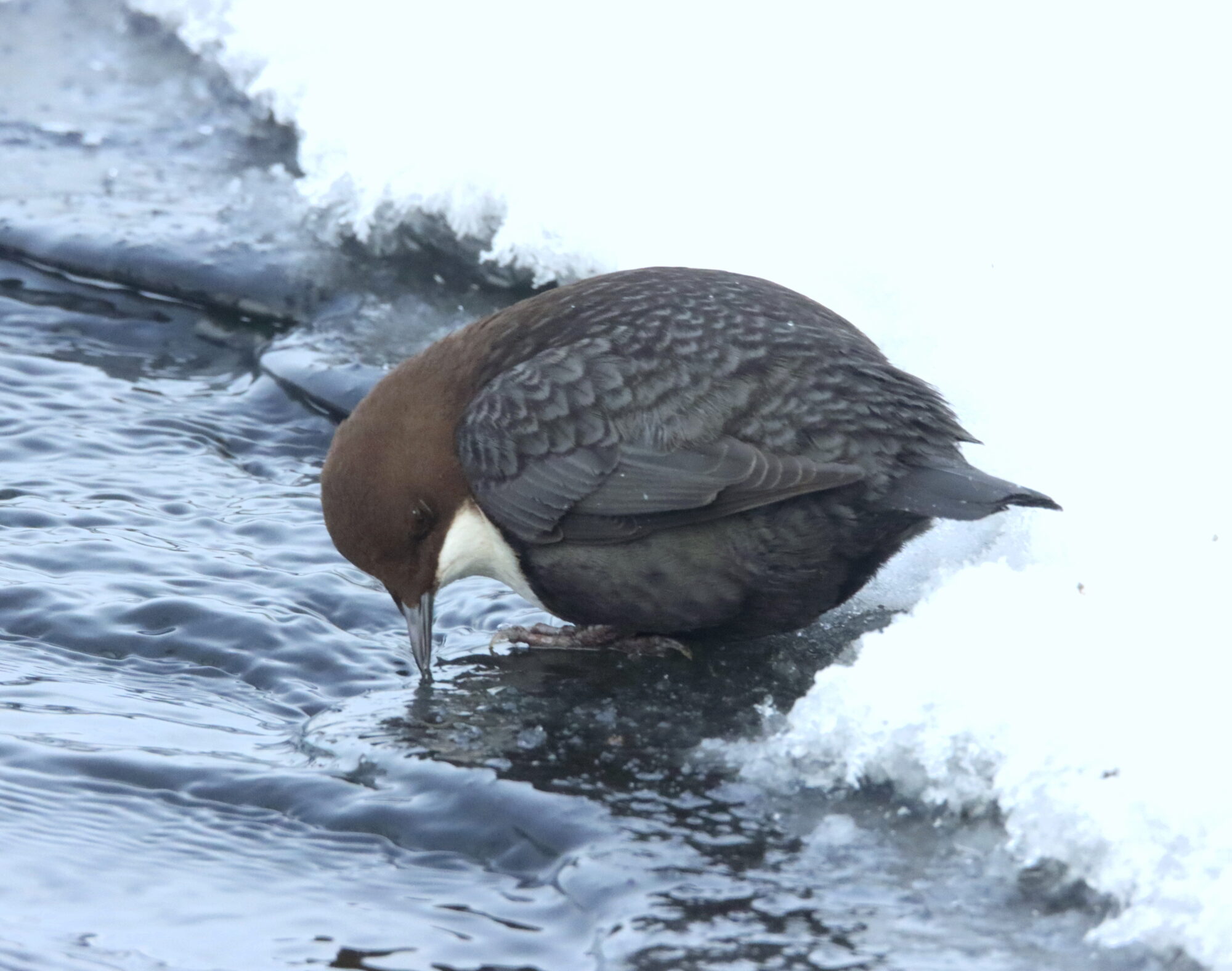 Valokuvaaja: Irja Lehtinen
