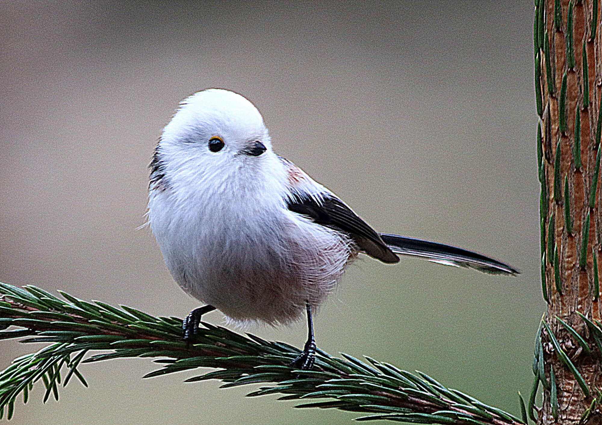 Valokuvaaja: Hannu Rasiranta