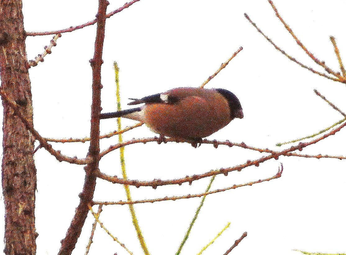 Valokuvaaja: Risto Kangassalo