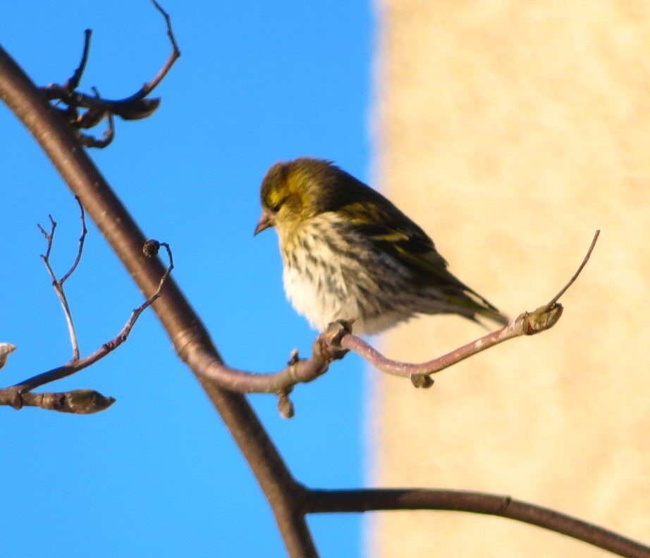 Valokuvaaja: Risto Kangassalo