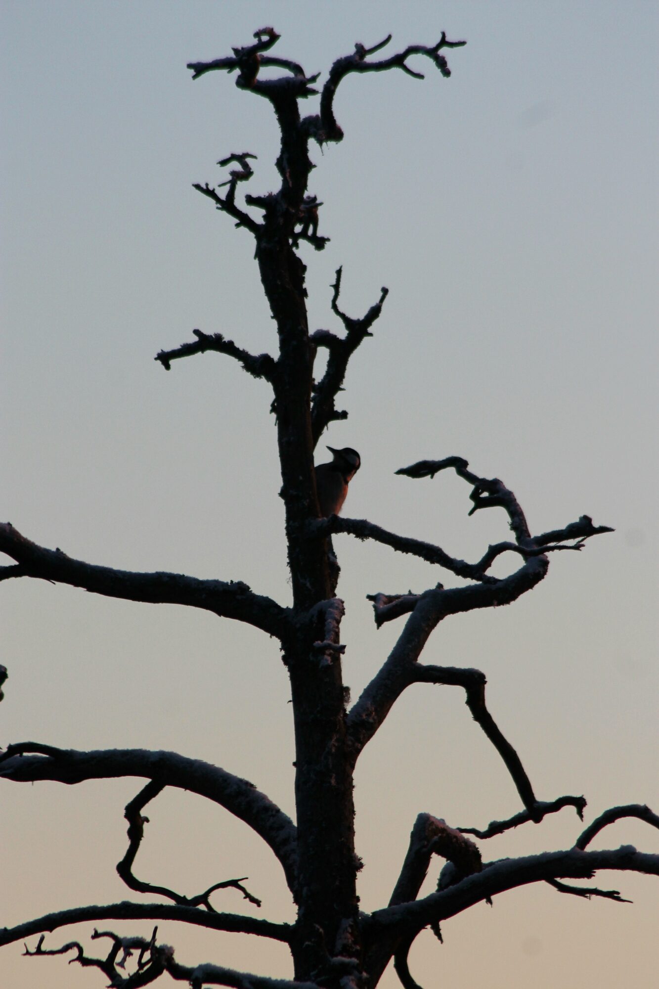 Valokuvaaja: Sofia Niemi