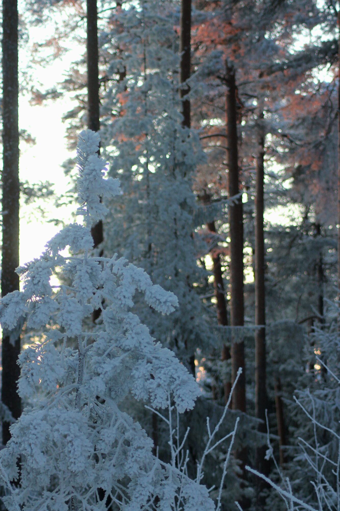 Valokuvaaja: Sofia Niemi