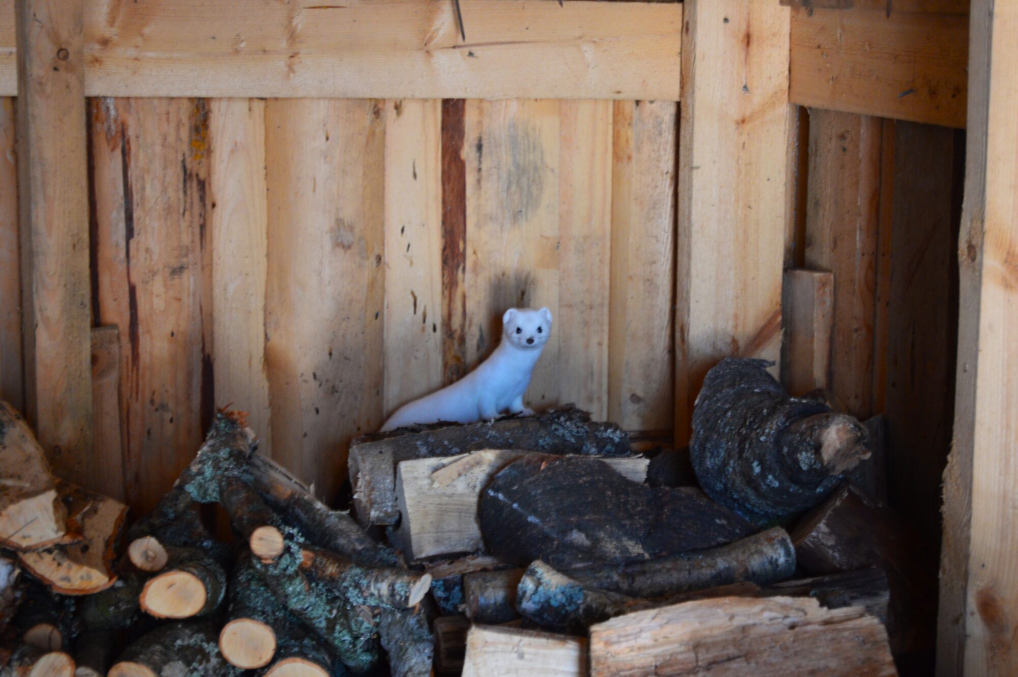 Valokuvaaja: Nina Hämäläinen