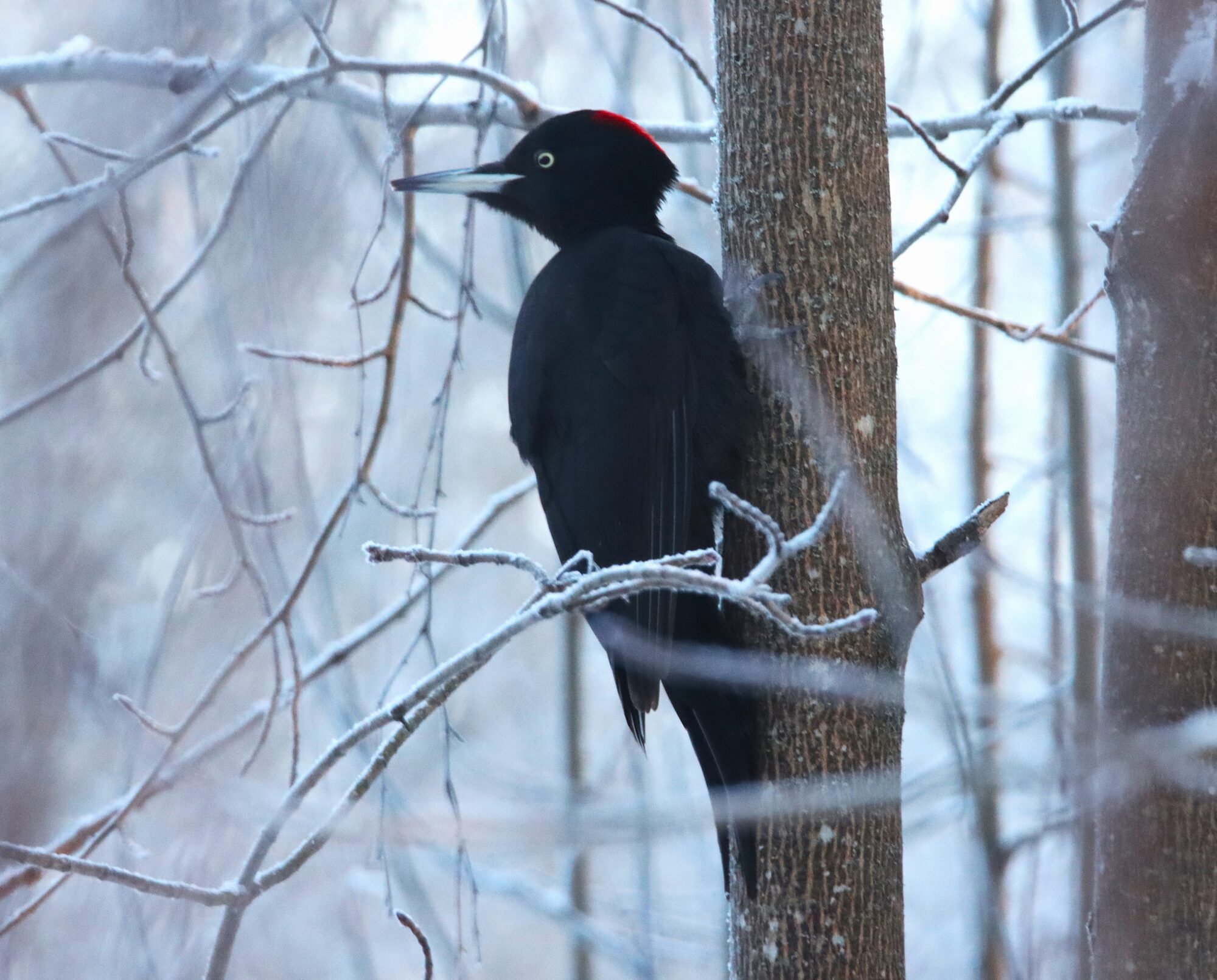 Valokuvaaja: Irja Lehtinen