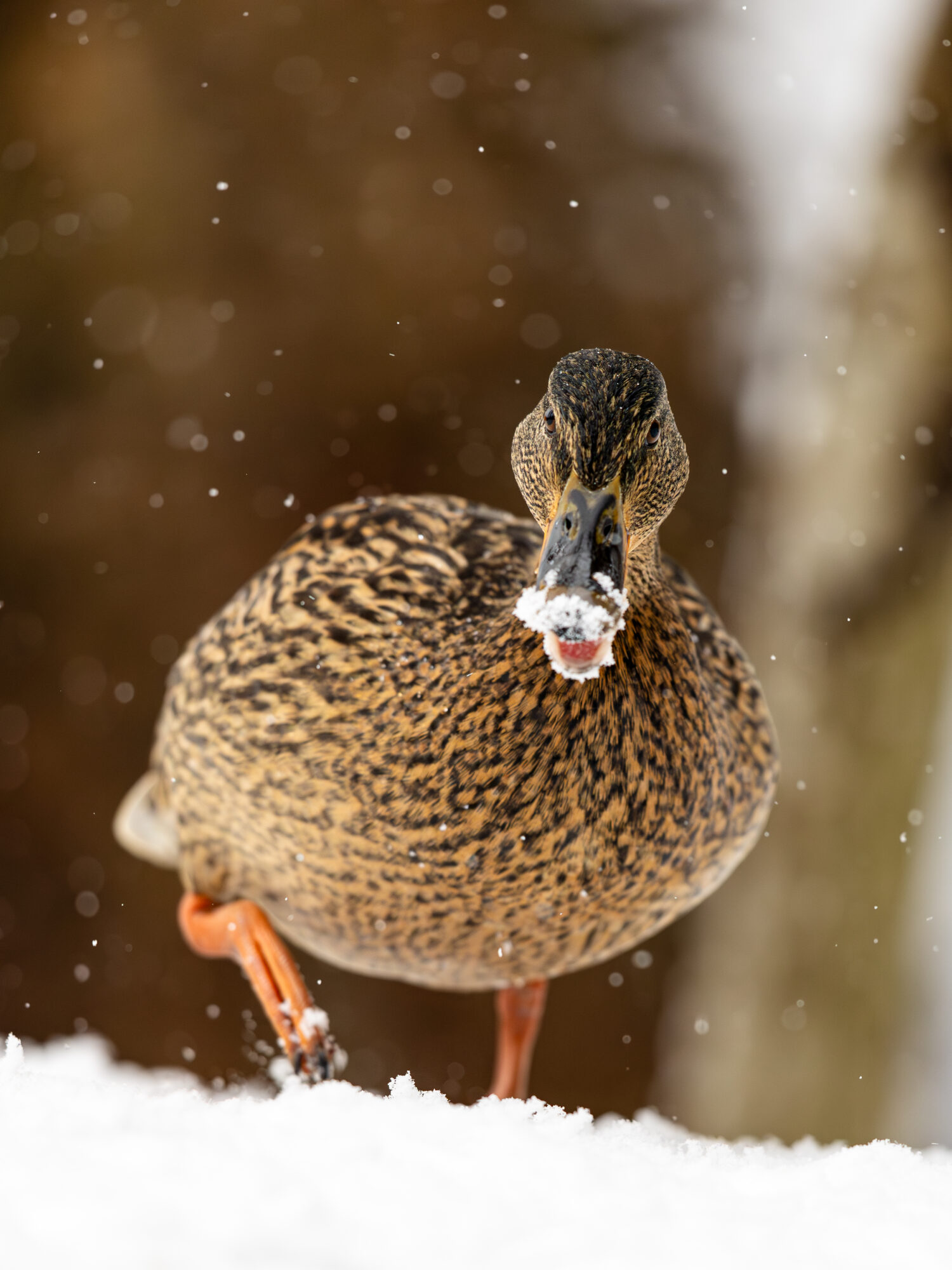 Valokuvaaja: Tuomas Järvinen