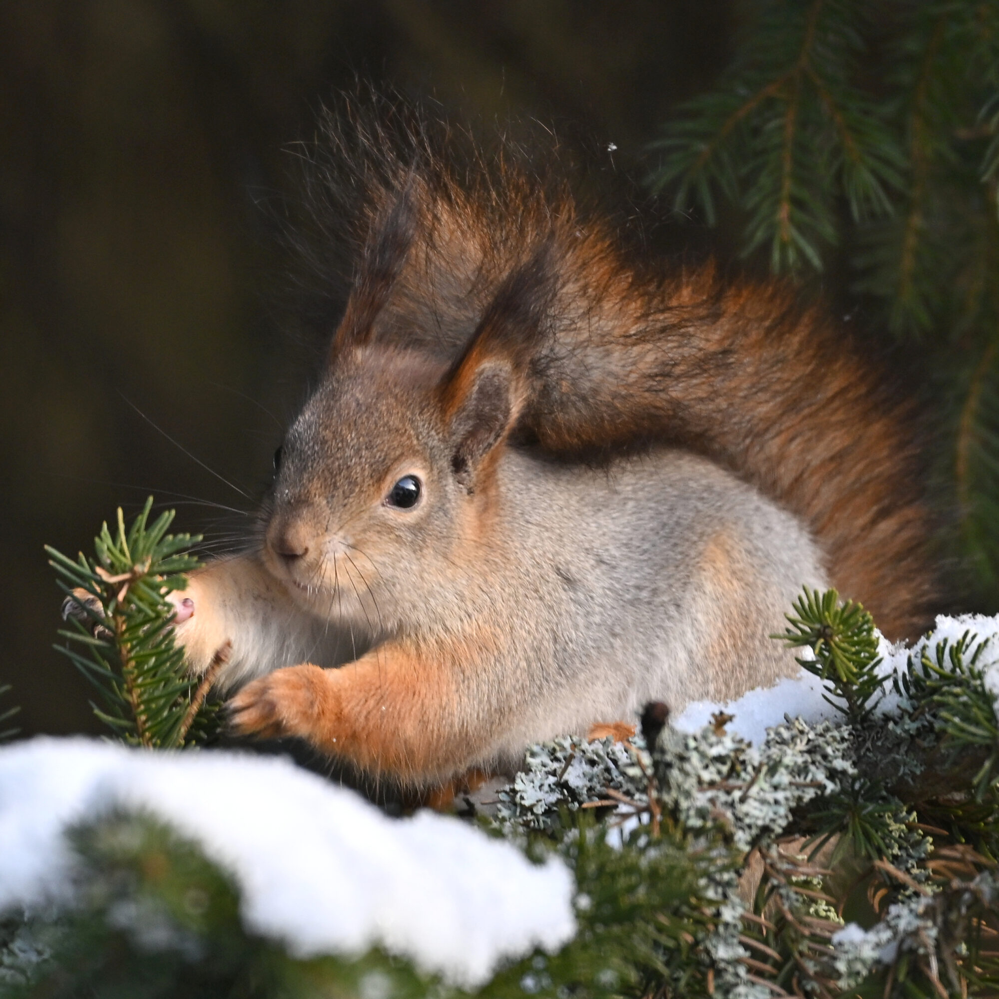 Valokuvaaja: Päivi Kiiskinen-Mustonen
