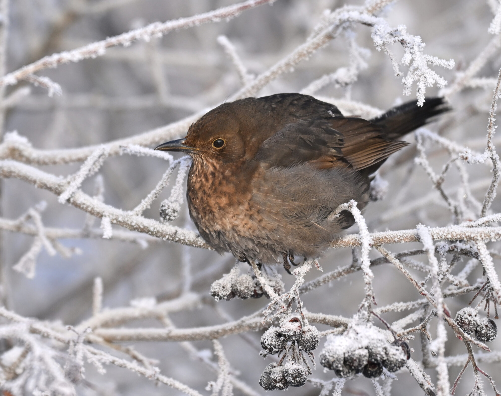 Valokuvaaja: Päivi Kiiskinen-Mustonen