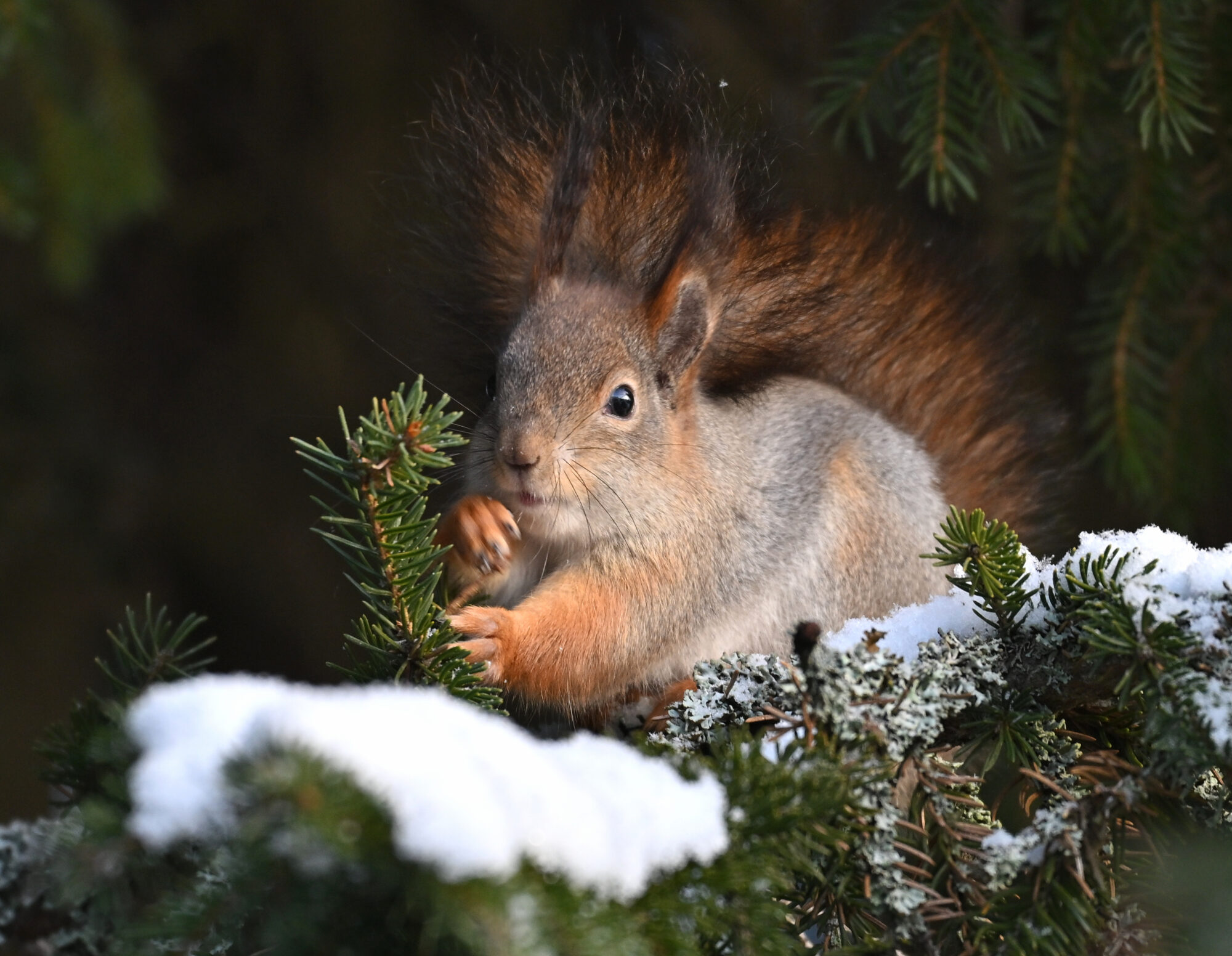 Valokuvaaja: Päivi Kiiskinen-Mustonen