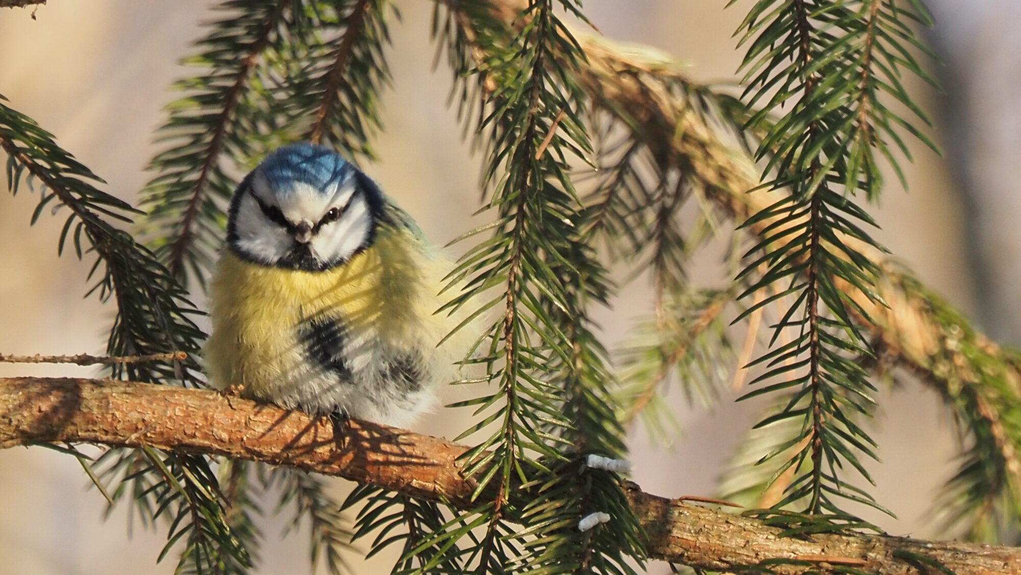 Valokuvaaja: Arja Valtonen
