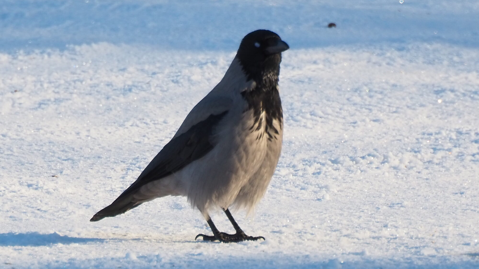 Valokuvaaja: Martti Valtonen