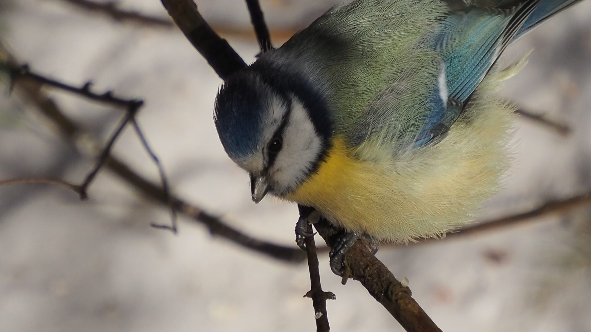 Valokuvaaja: Martti Valtonen