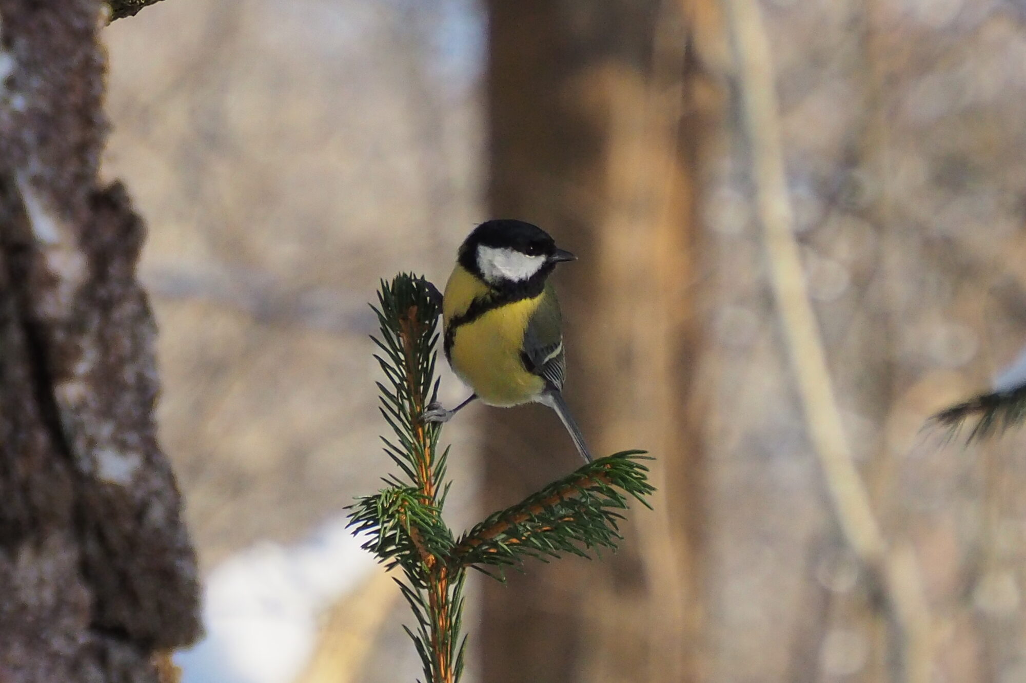 Valokuvaaja: Martti Valtonen