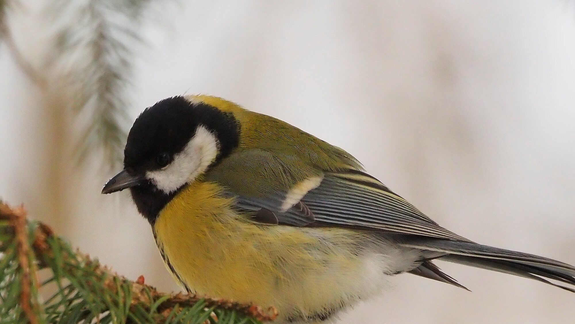 Valokuvaaja: Arja Valtonen