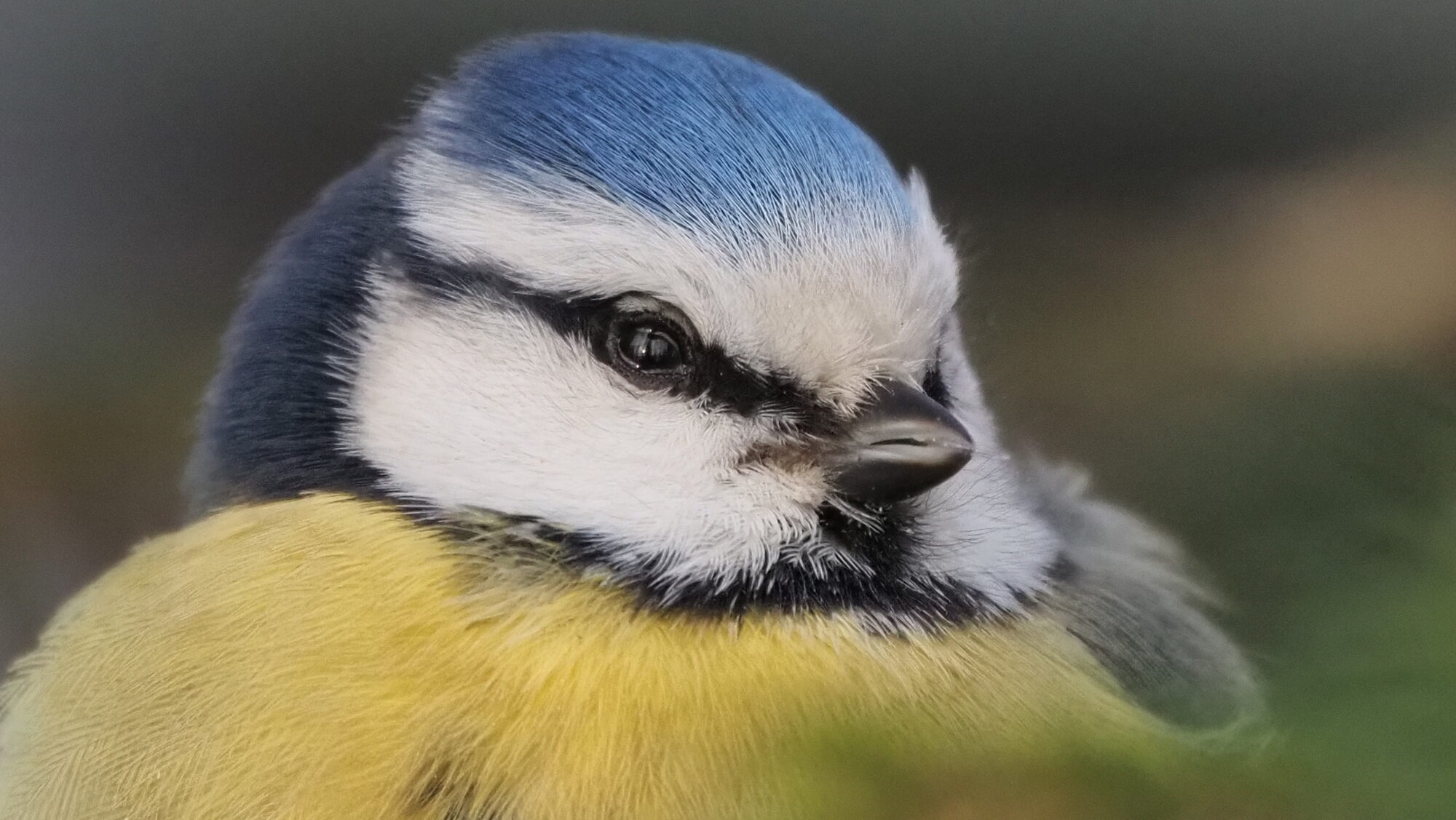 Valokuvaaja: Arja Valtonen