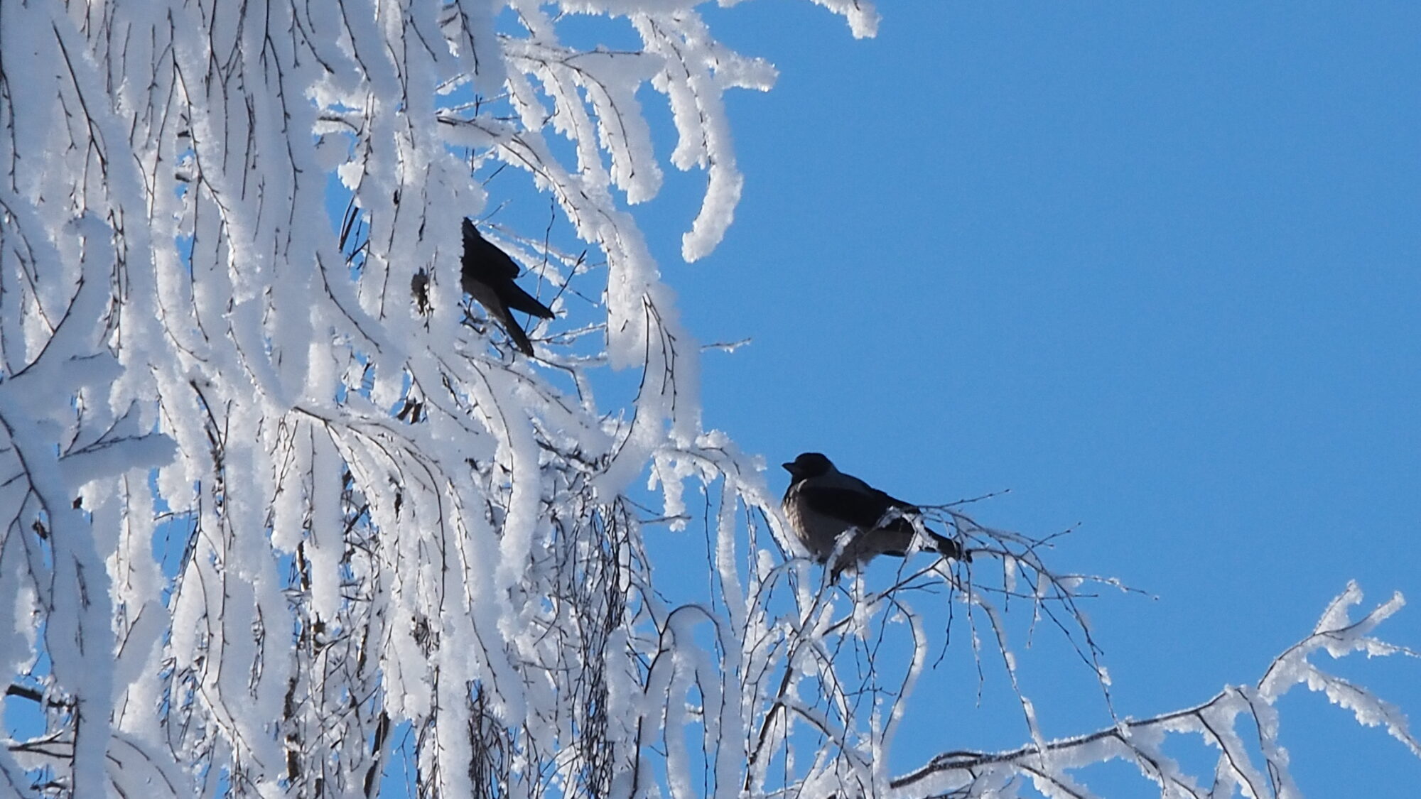 Valokuvaaja: Martti Valtonen