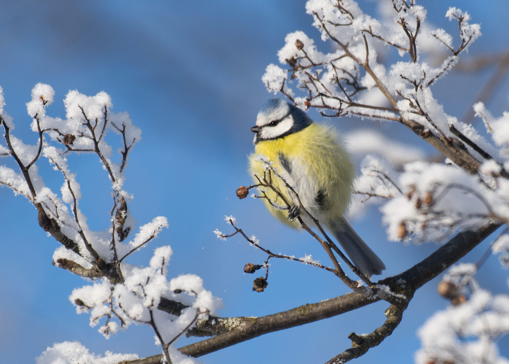 Valokuvaaja: Päivi Kiiskinen-Mustonen