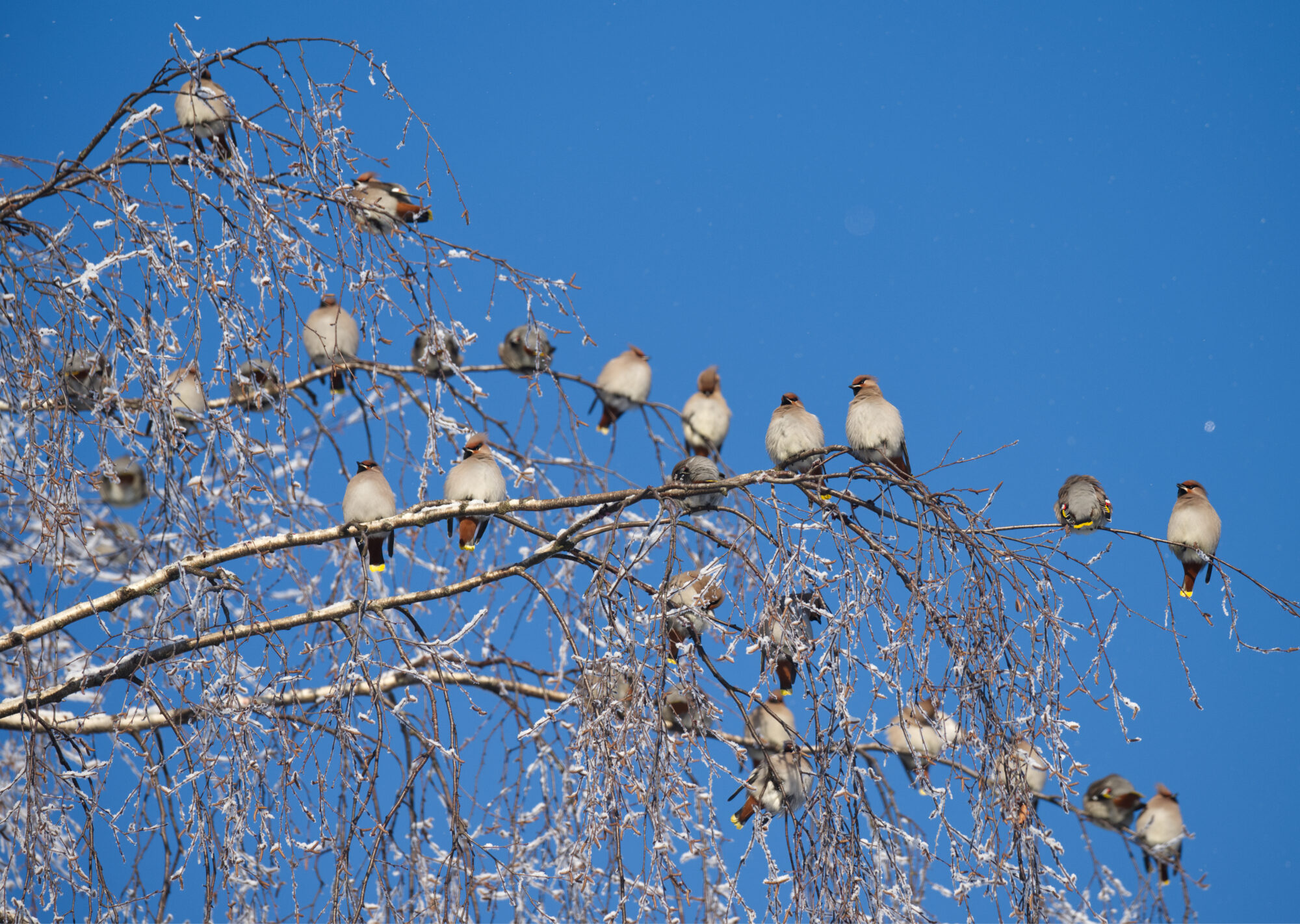 Valokuvaaja: Päivi Kiiskinen-Mustonen