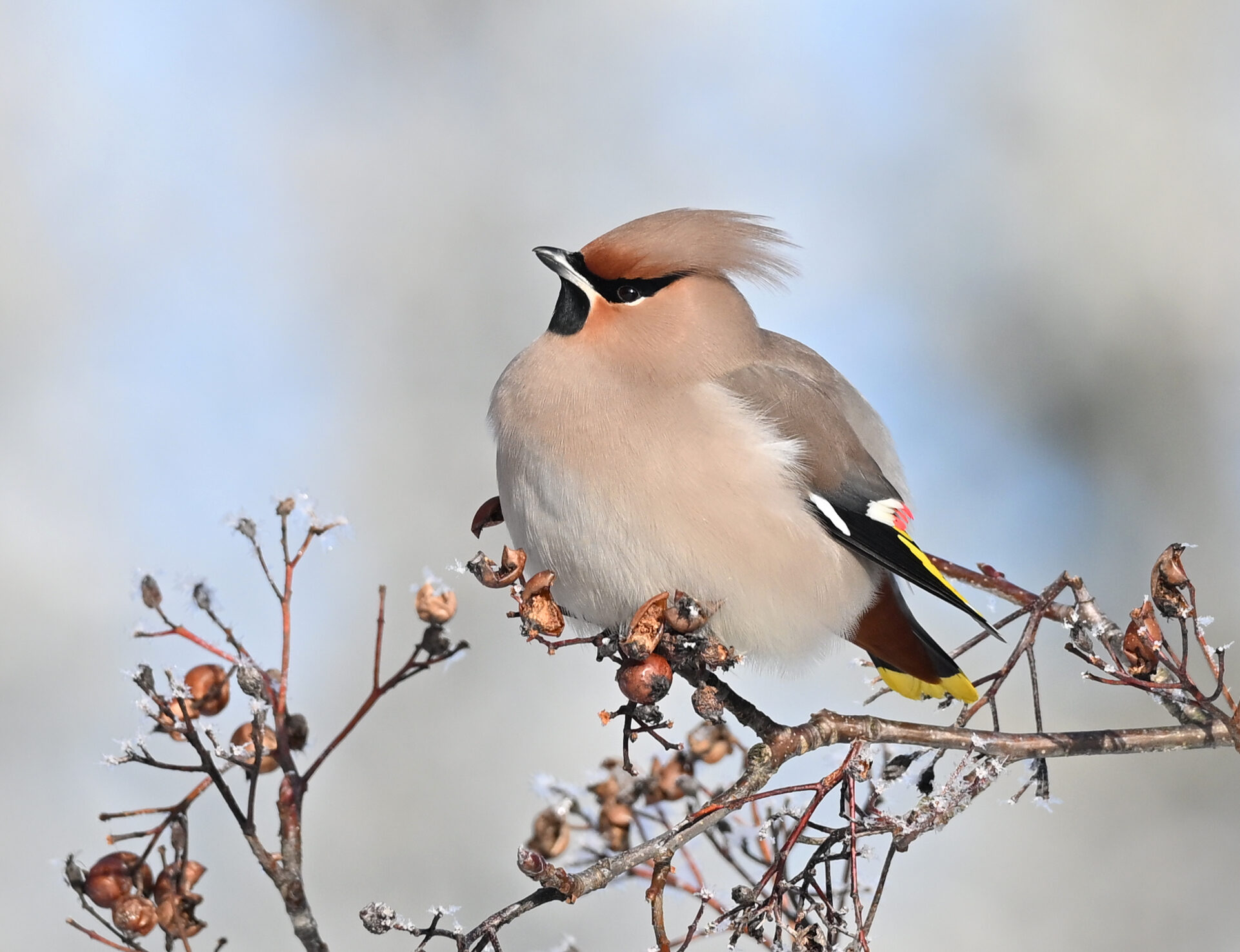 Valokuvaaja: Päivi Kiiskinen-Mustonen
