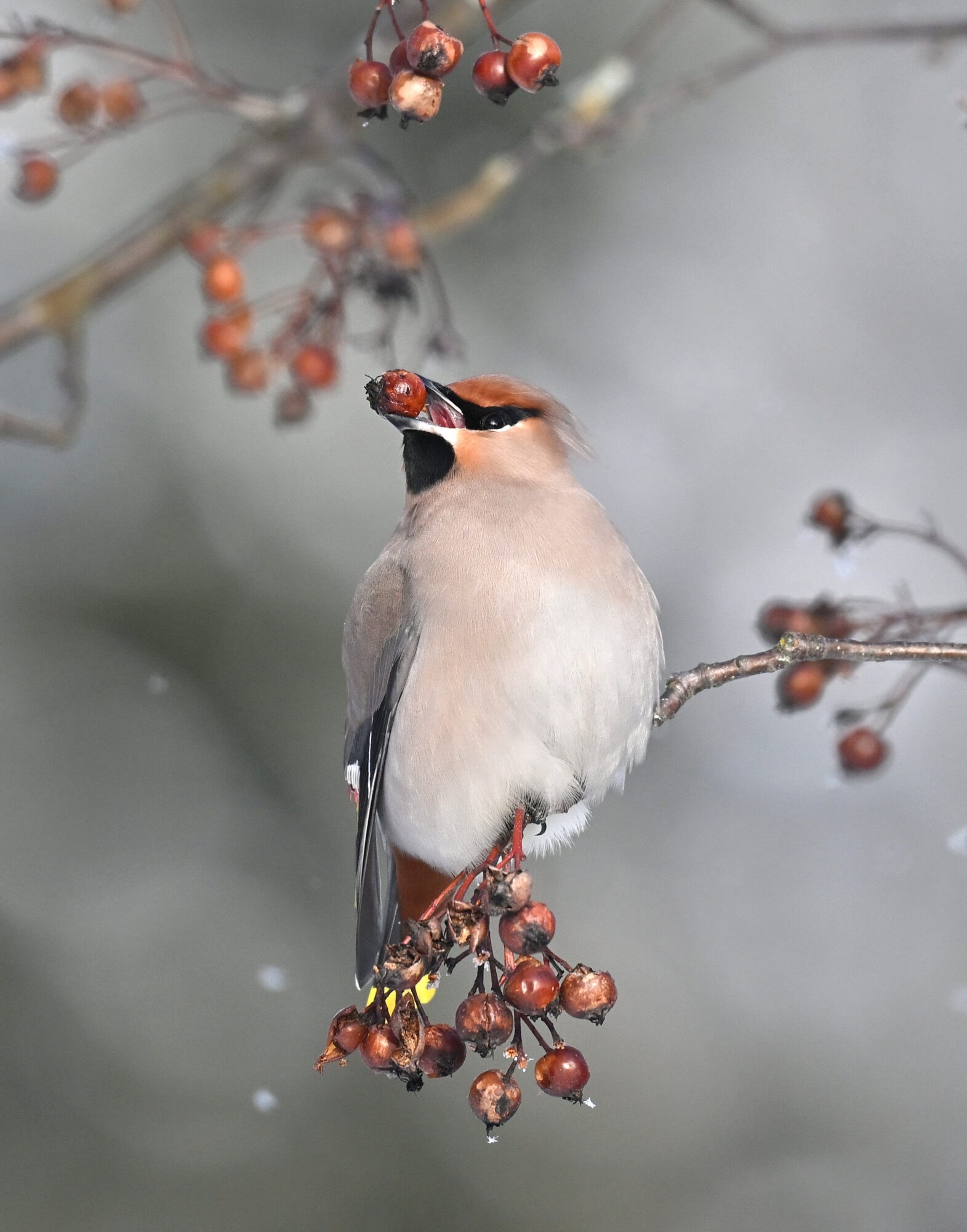 Valokuvaaja: Päivi Kiiskinen-Mustonen