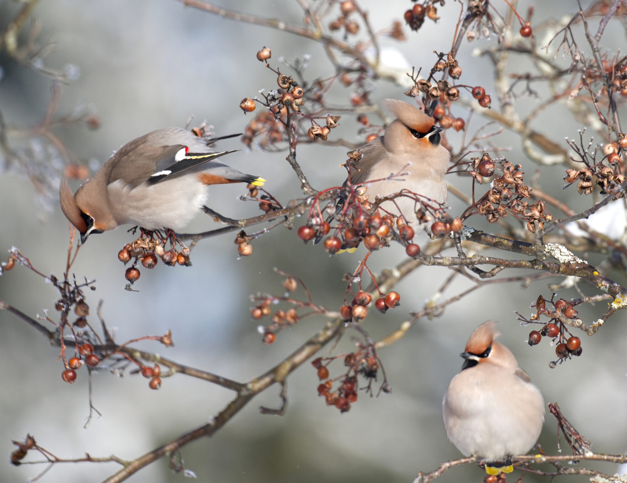 Valokuvaaja: Päivi Kiiskinen-Mustonen