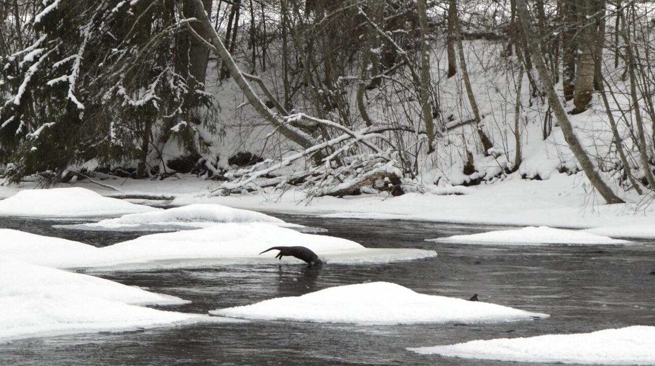 Valokuvaaja: Nina Hämäläinen