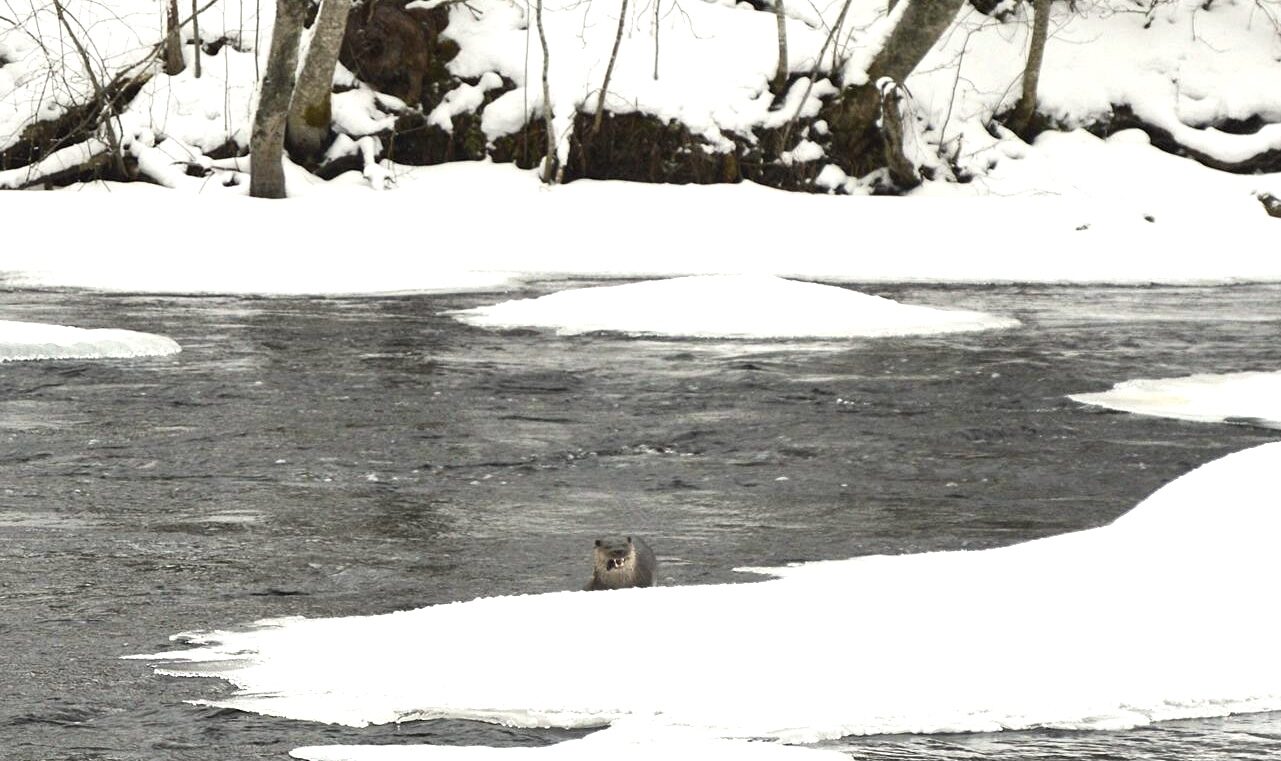 Valokuvaaja: Nina Hämäläinen