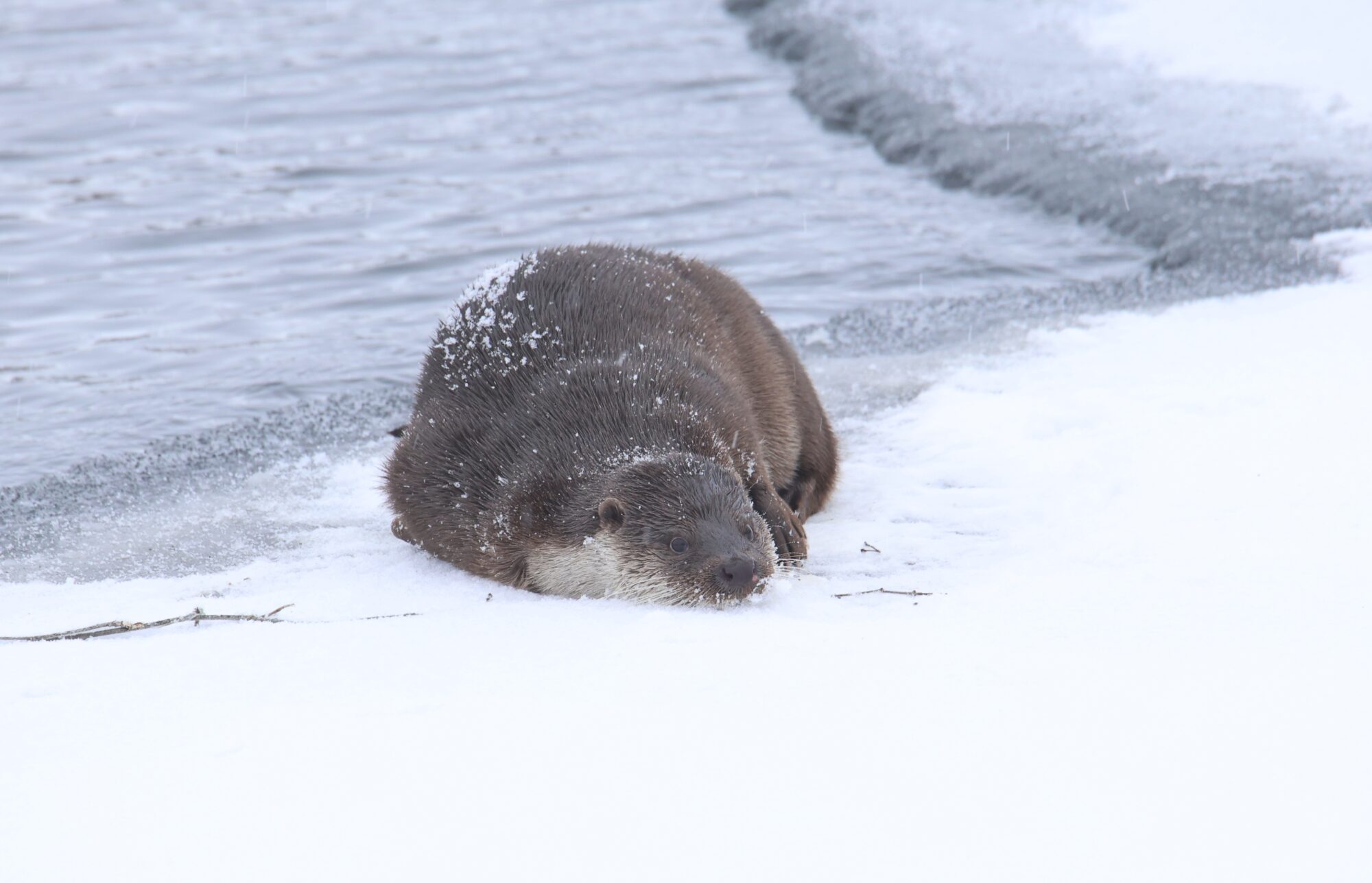 Valokuvaaja: Jaana Saarelainen